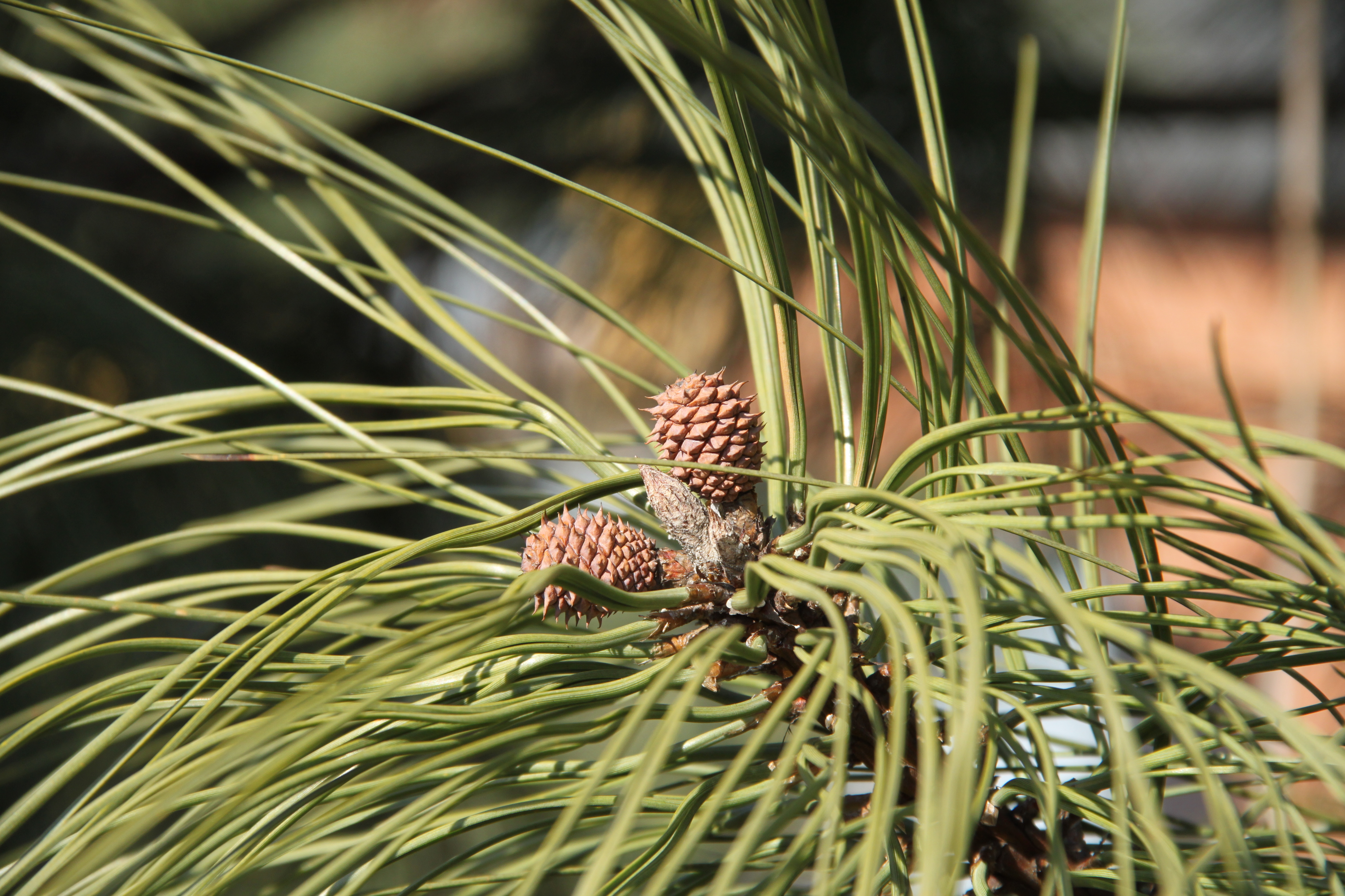 Pinus ponderosa female cones