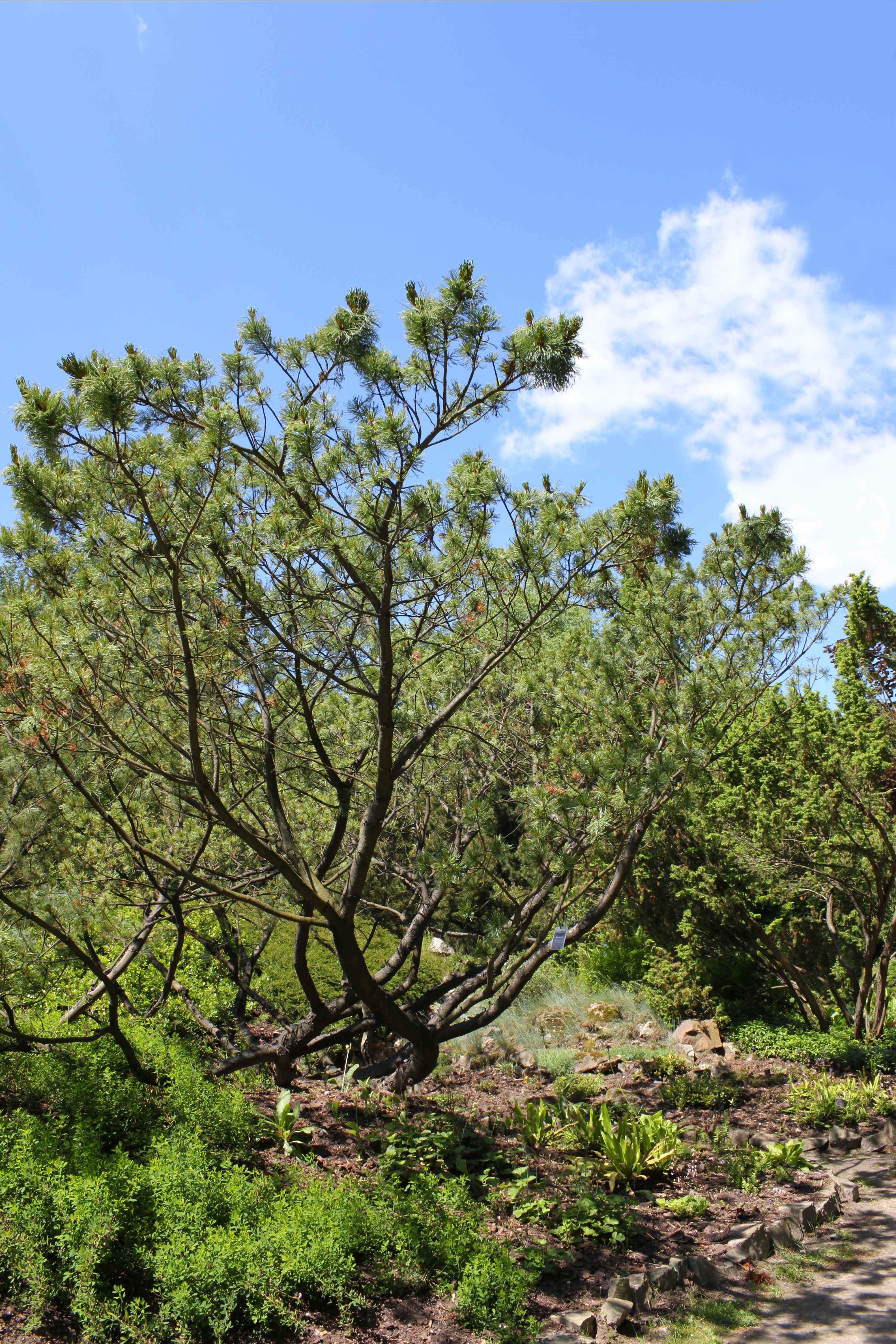 Pinus pumila Rogów