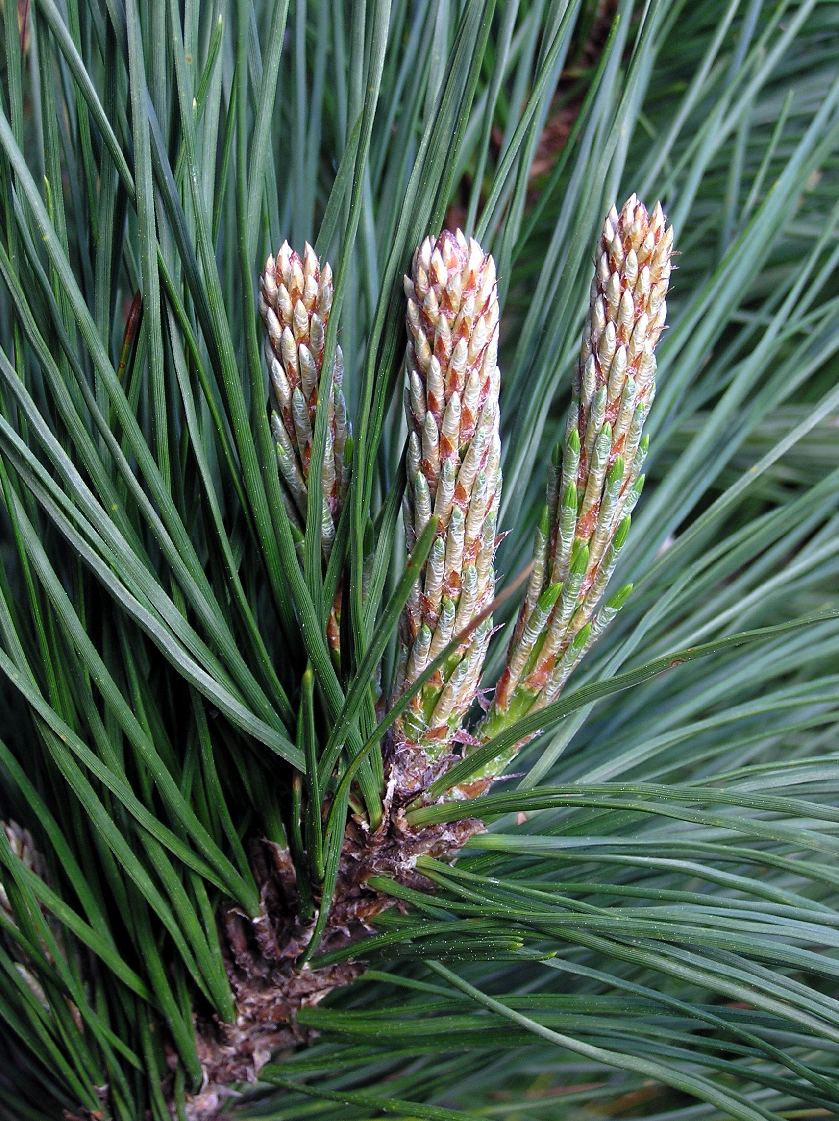 Pinus Radiata detail