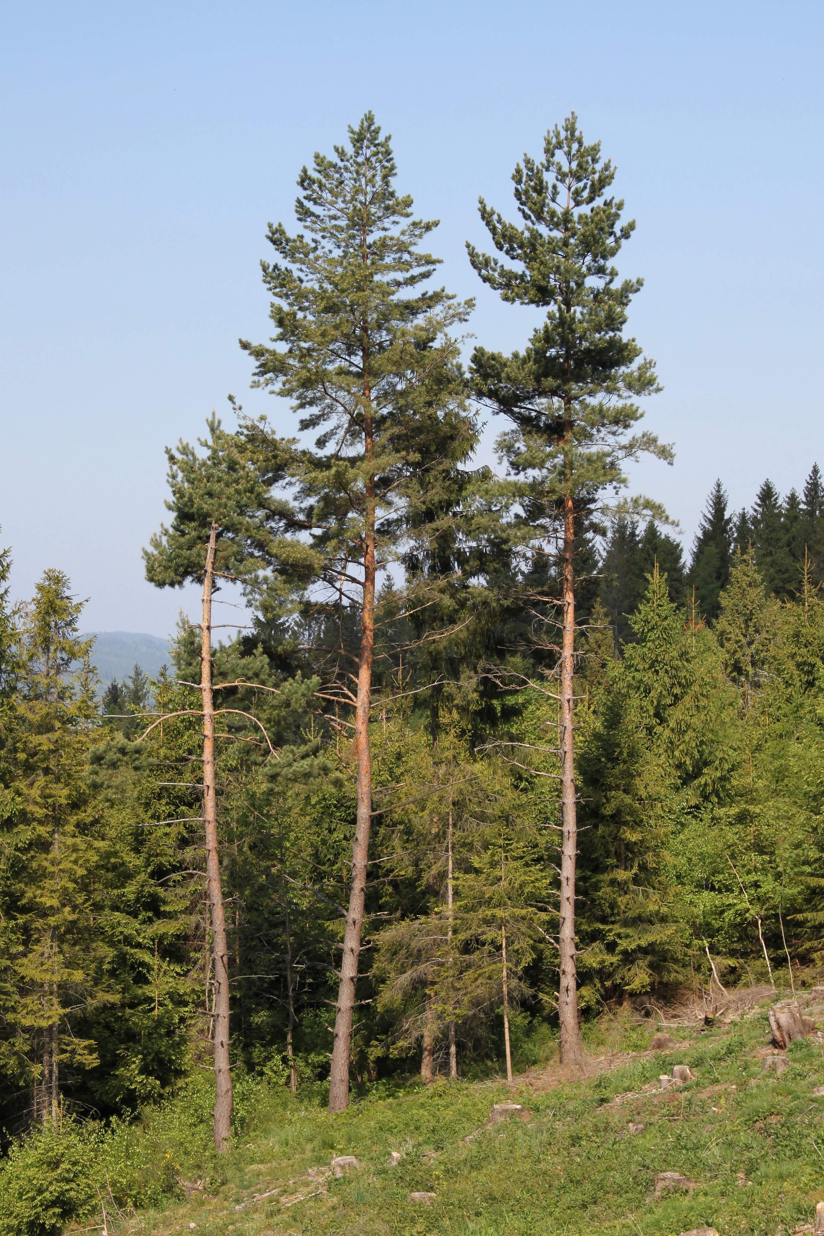 Pinus sylvestris Beskid Żywiecki