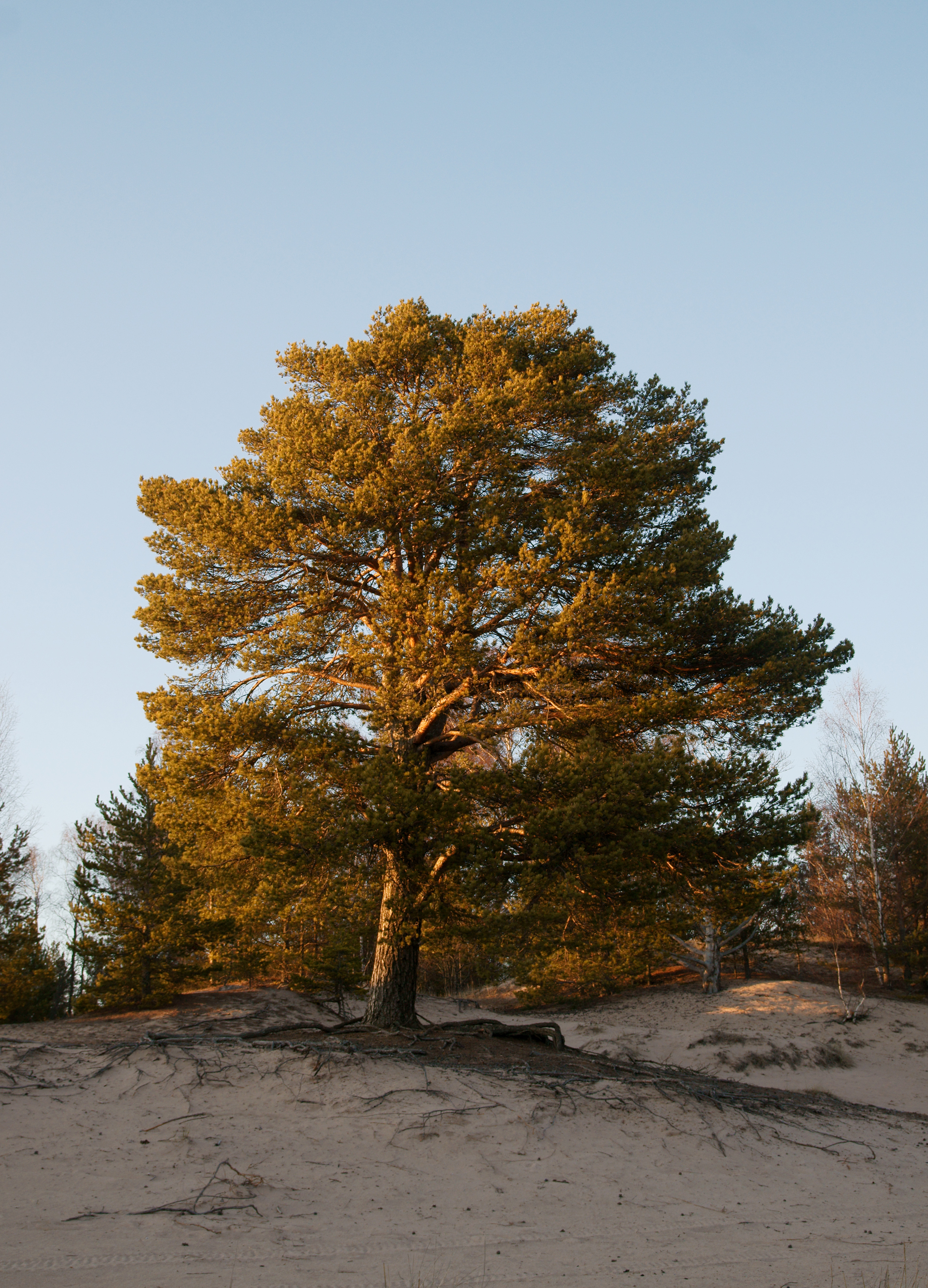 Pinus sylvestris in Yyteri