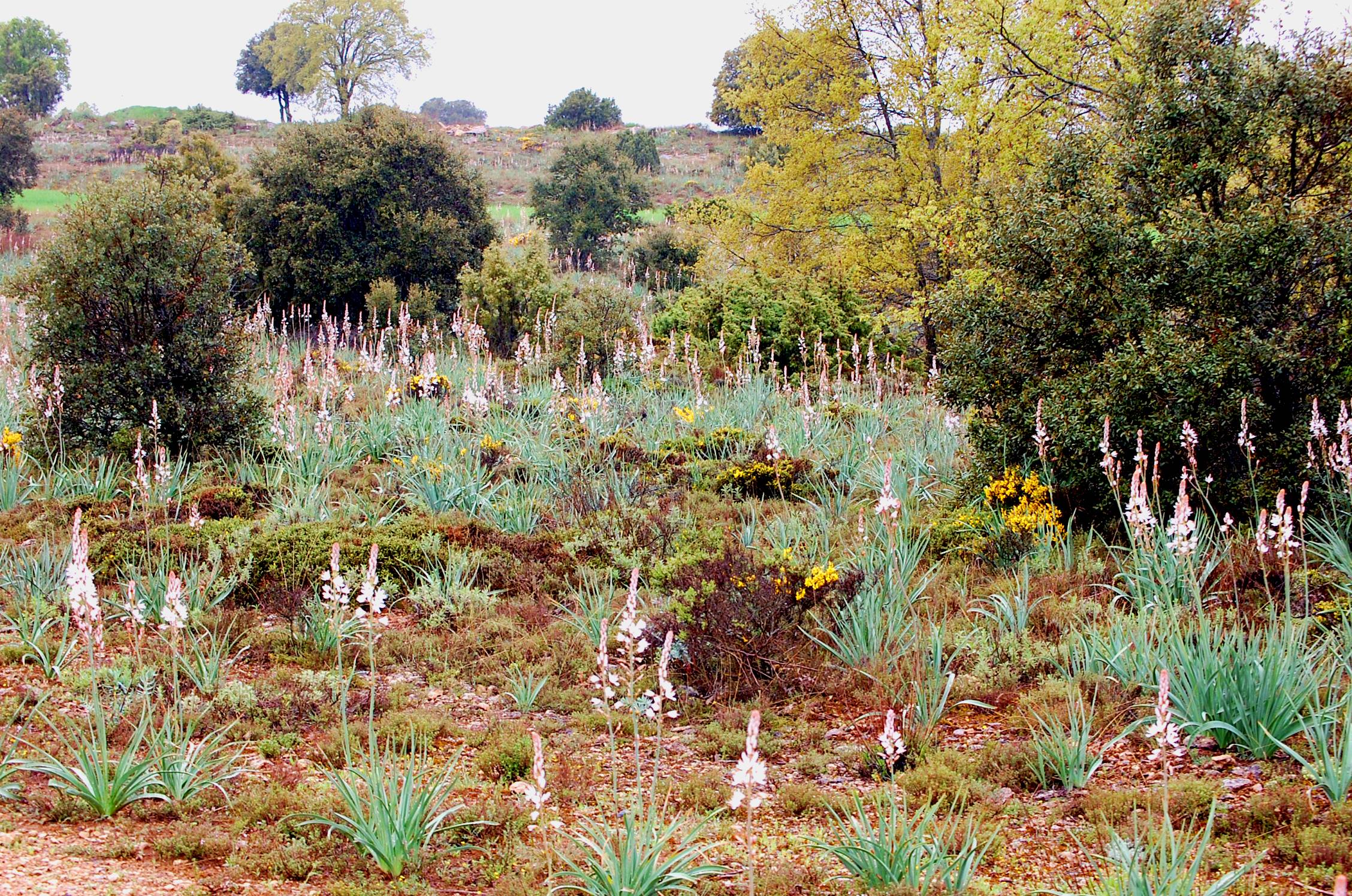 Pisaje bosque