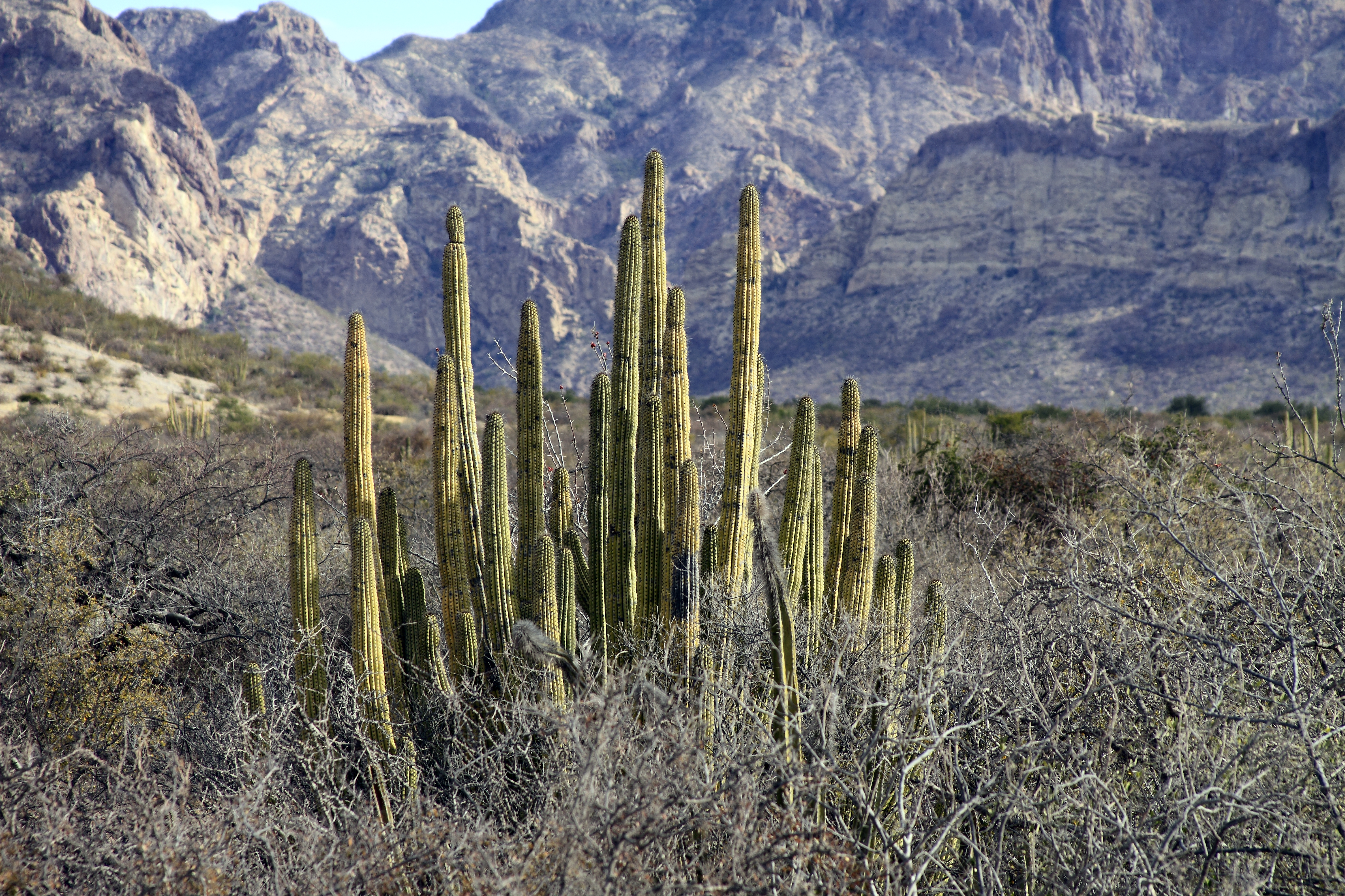 Pitaya sonora