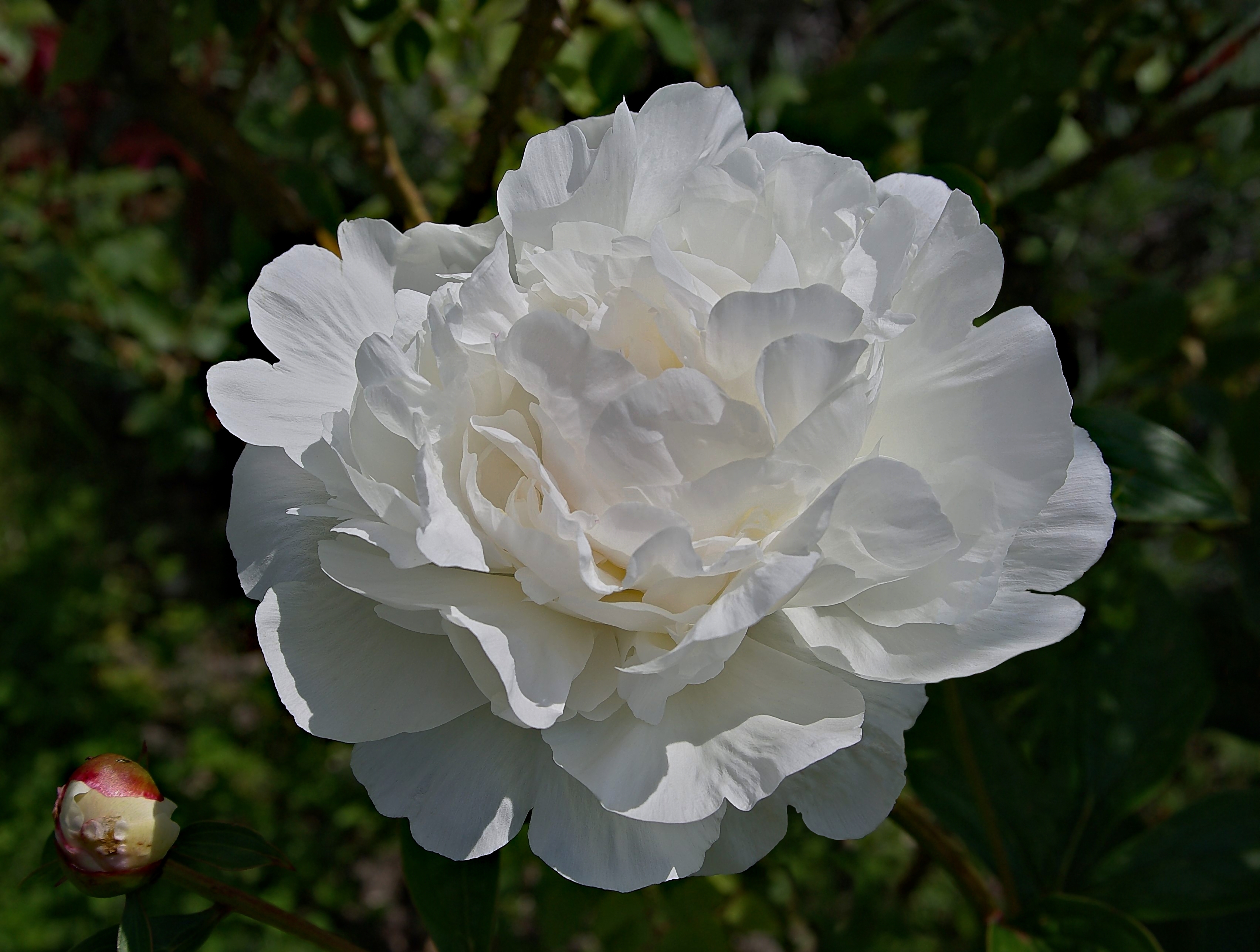 Pivoine FR 2008