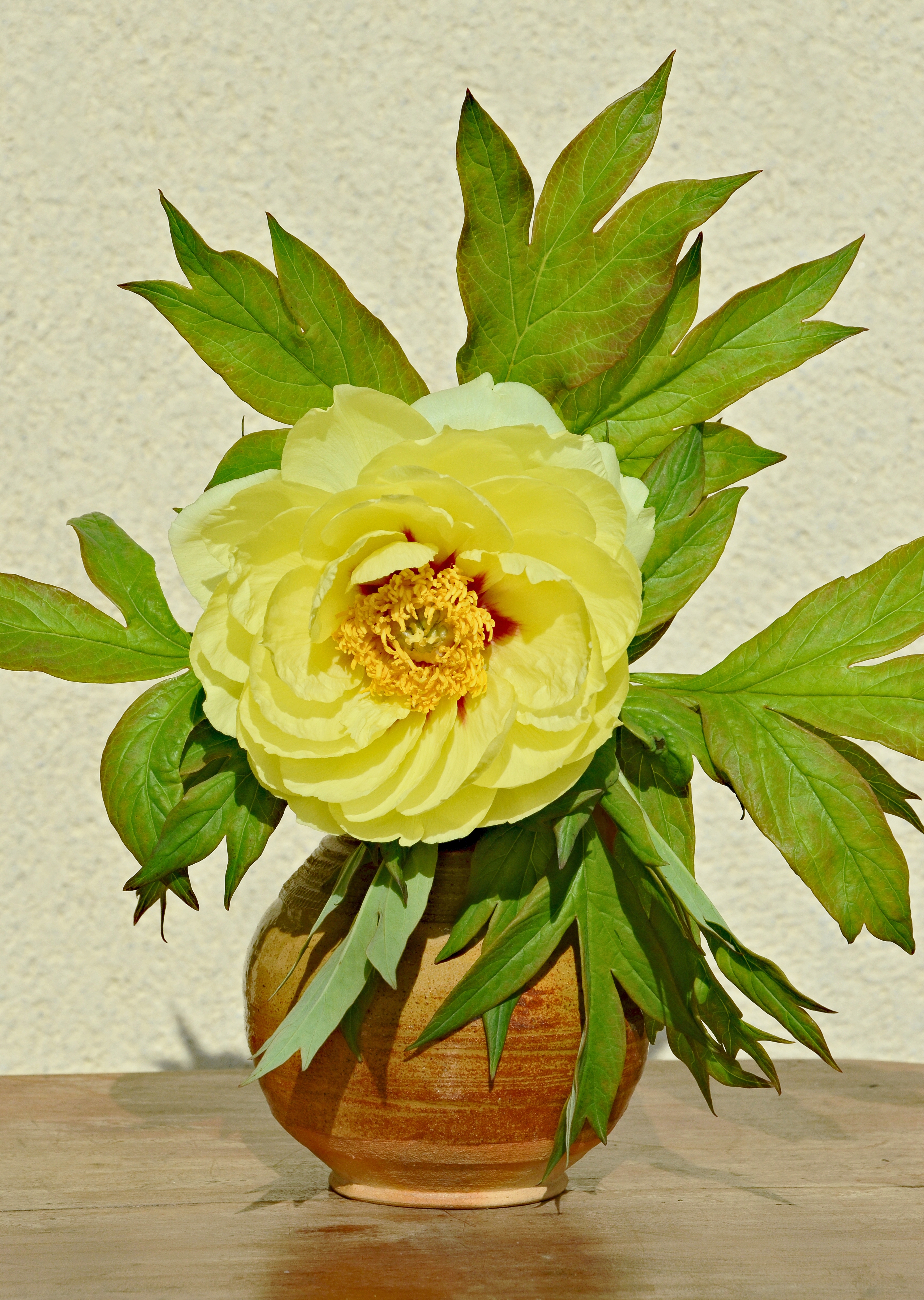 Pivoine jaune vase FR 2014
