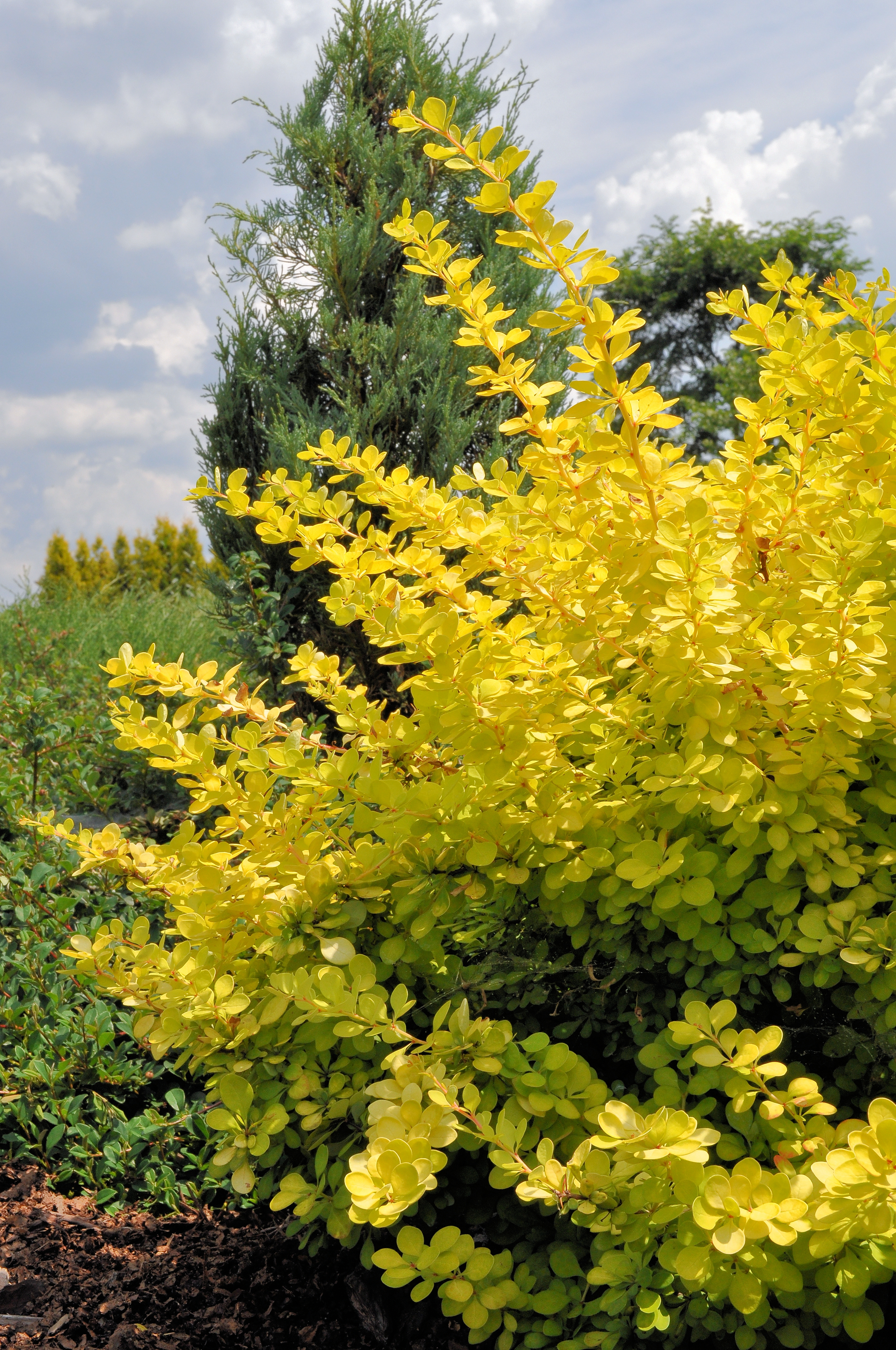 PL-PK Bolestraszyce, arboretum 2011-06-16--12-28-45-033