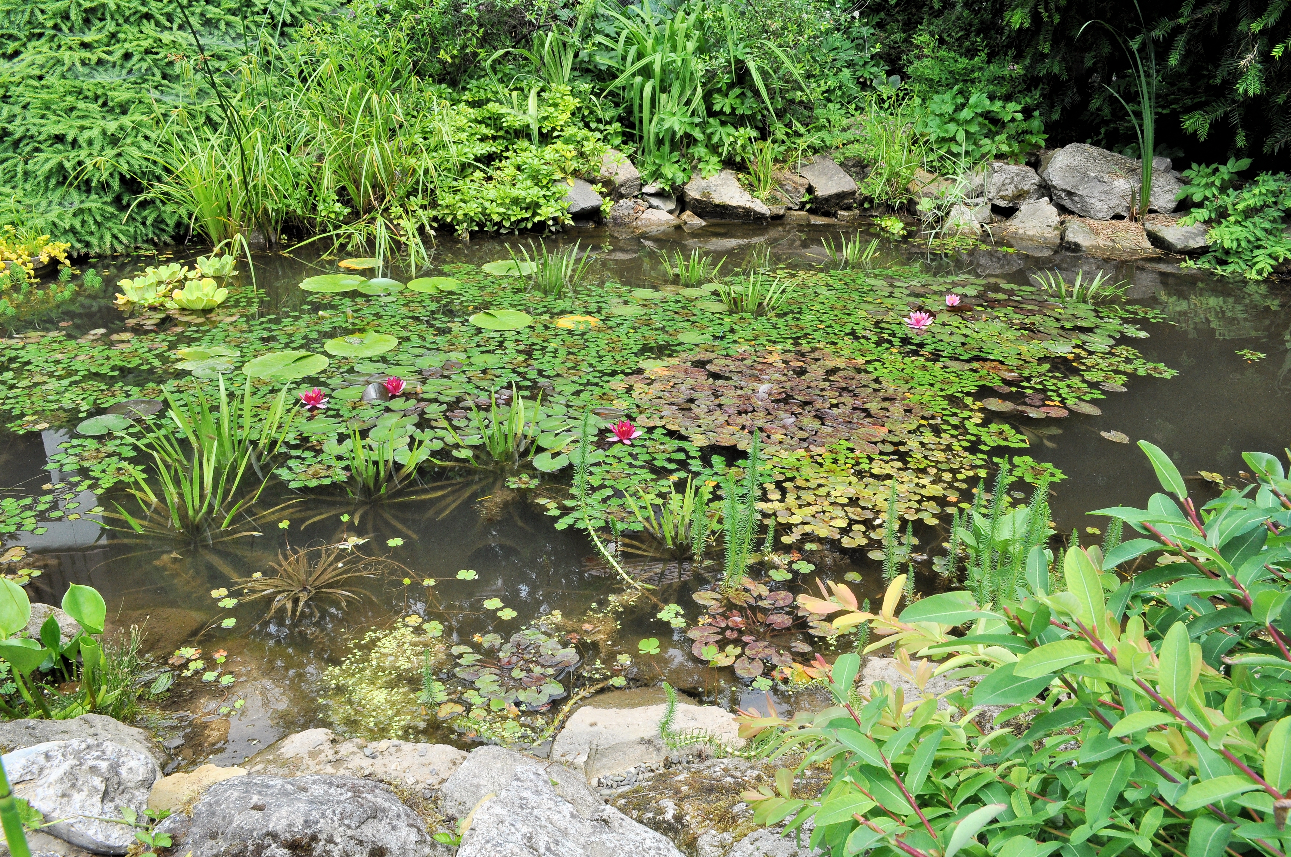 PL-PK Bolestraszyce, arboretum 2011-06-16--13-52-56-090
