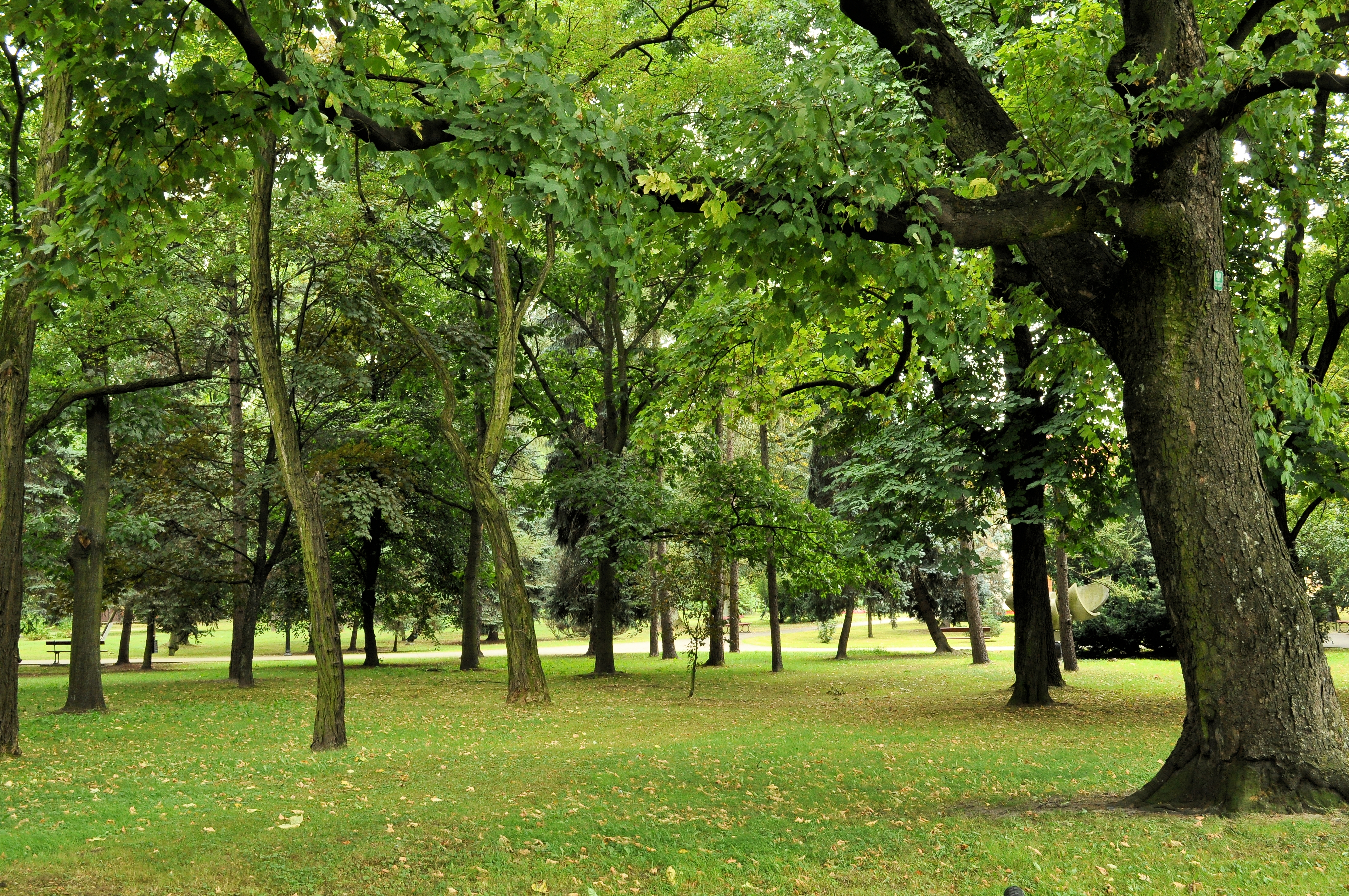 PL - Mielec - park Oborskich - Kroton 021