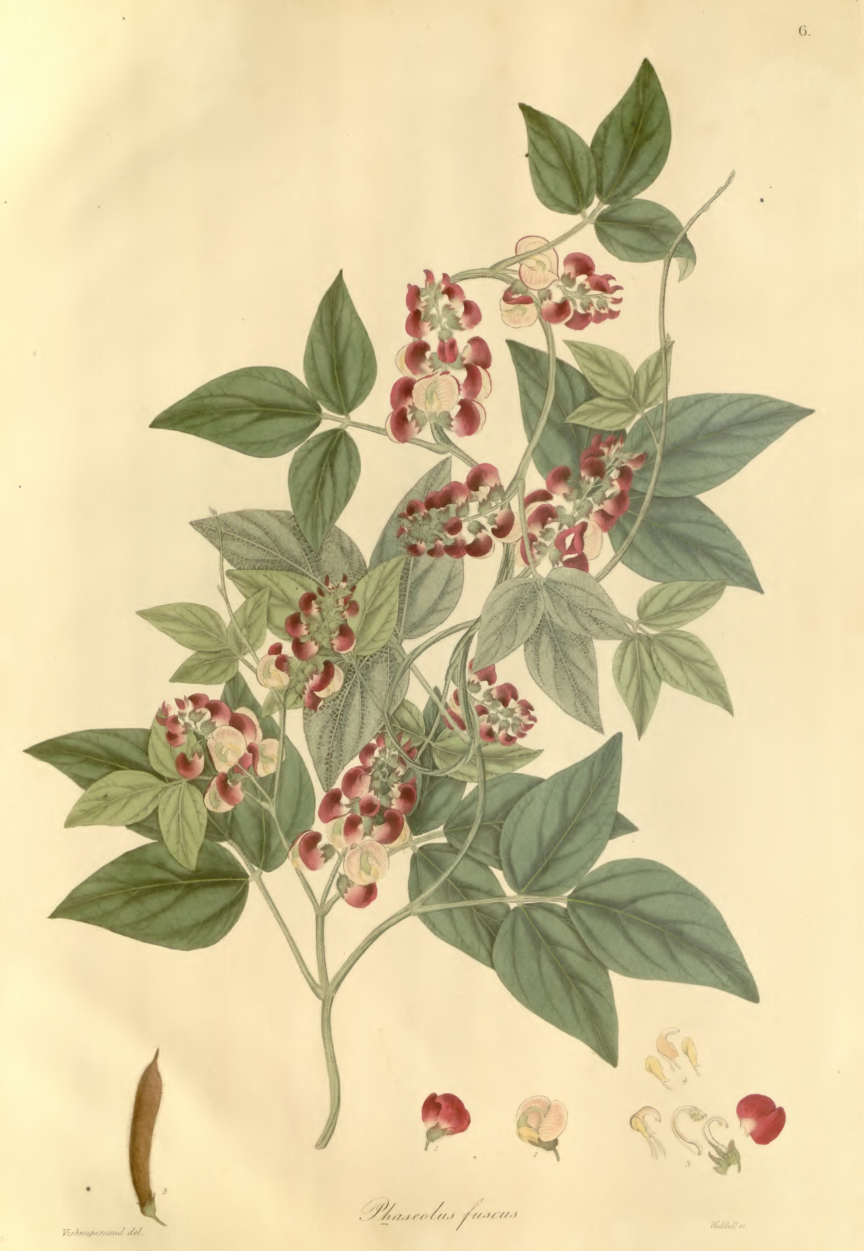 Plantae Asiaticae Rariores - plate 006 - Phaseolus fuscus