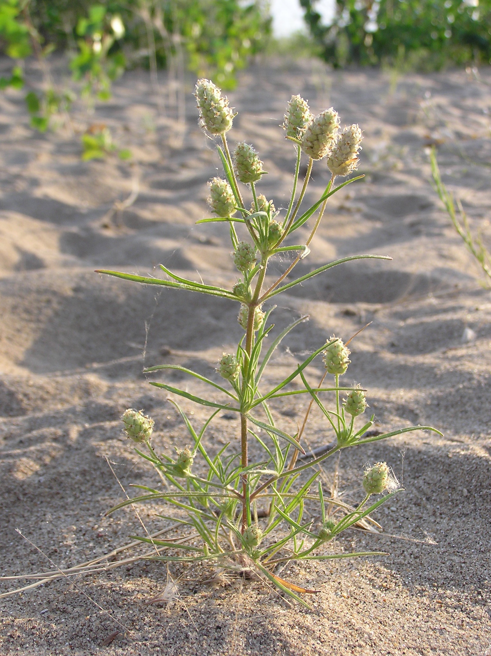 Plantago arenaria (habitus)