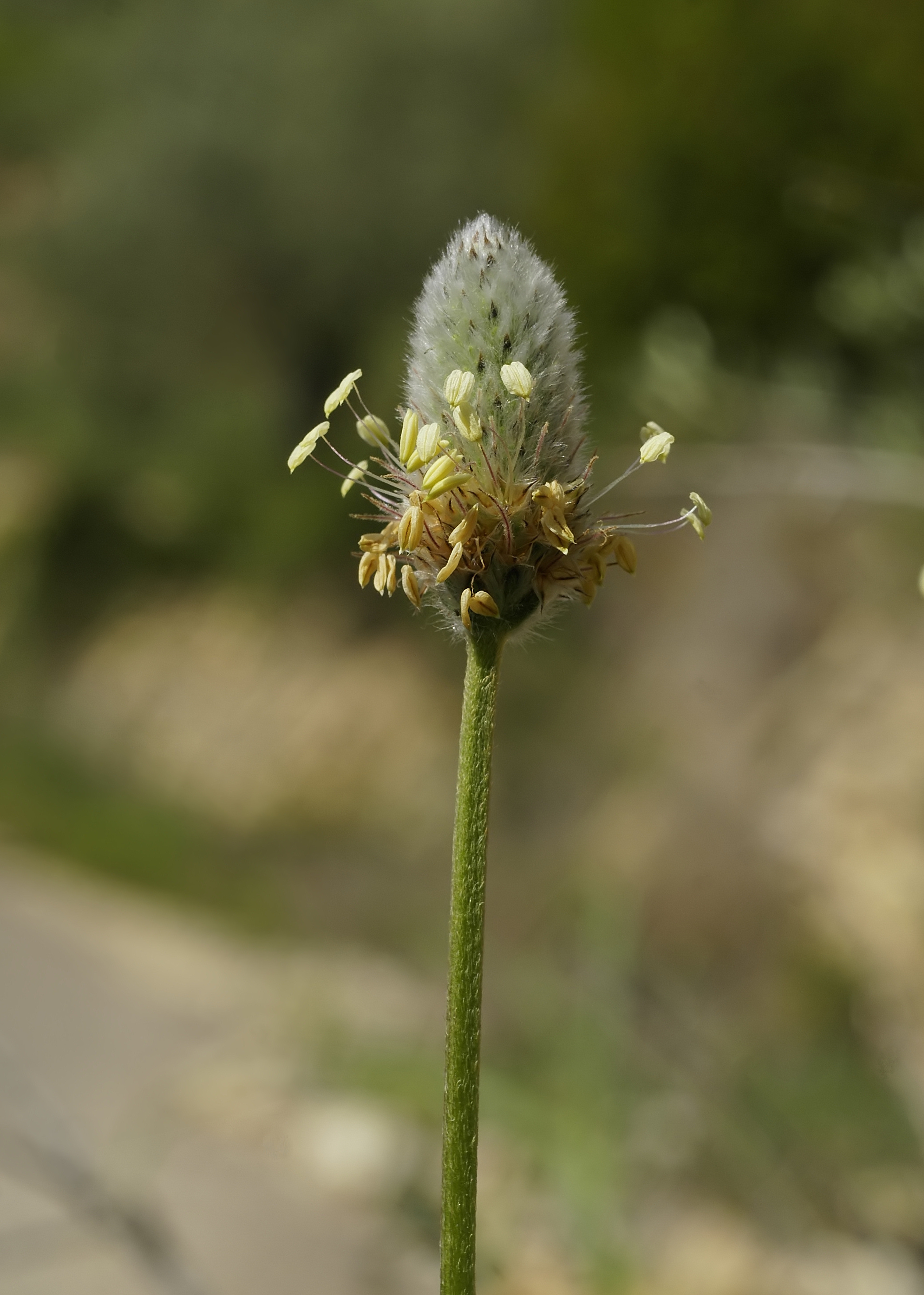 Plantago lagopus 2