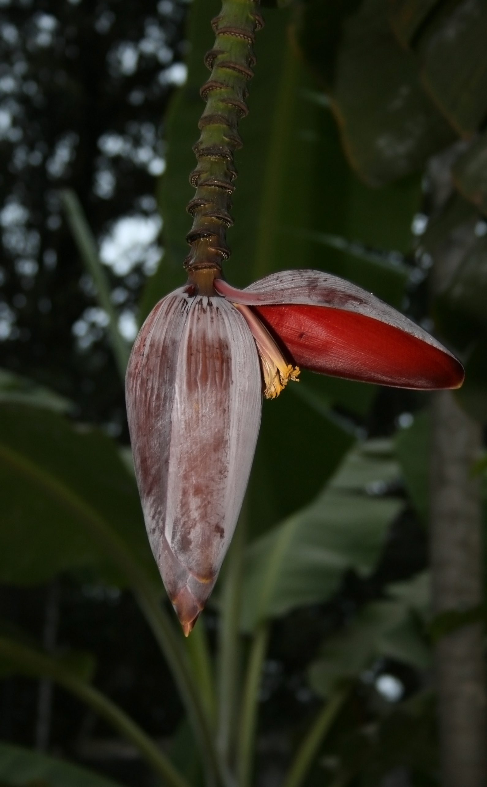 Plantain flowers