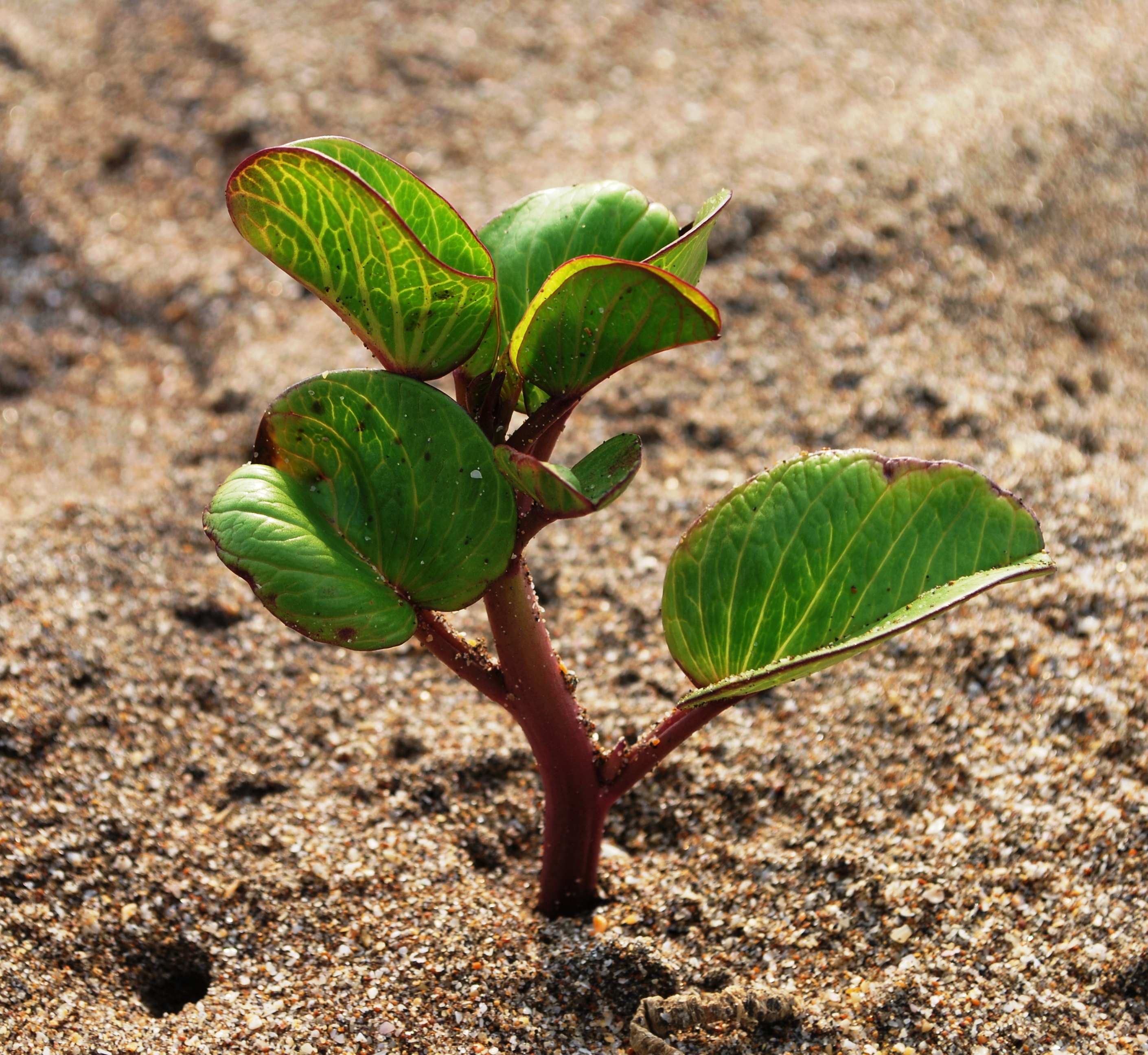 PlantChaparrales01