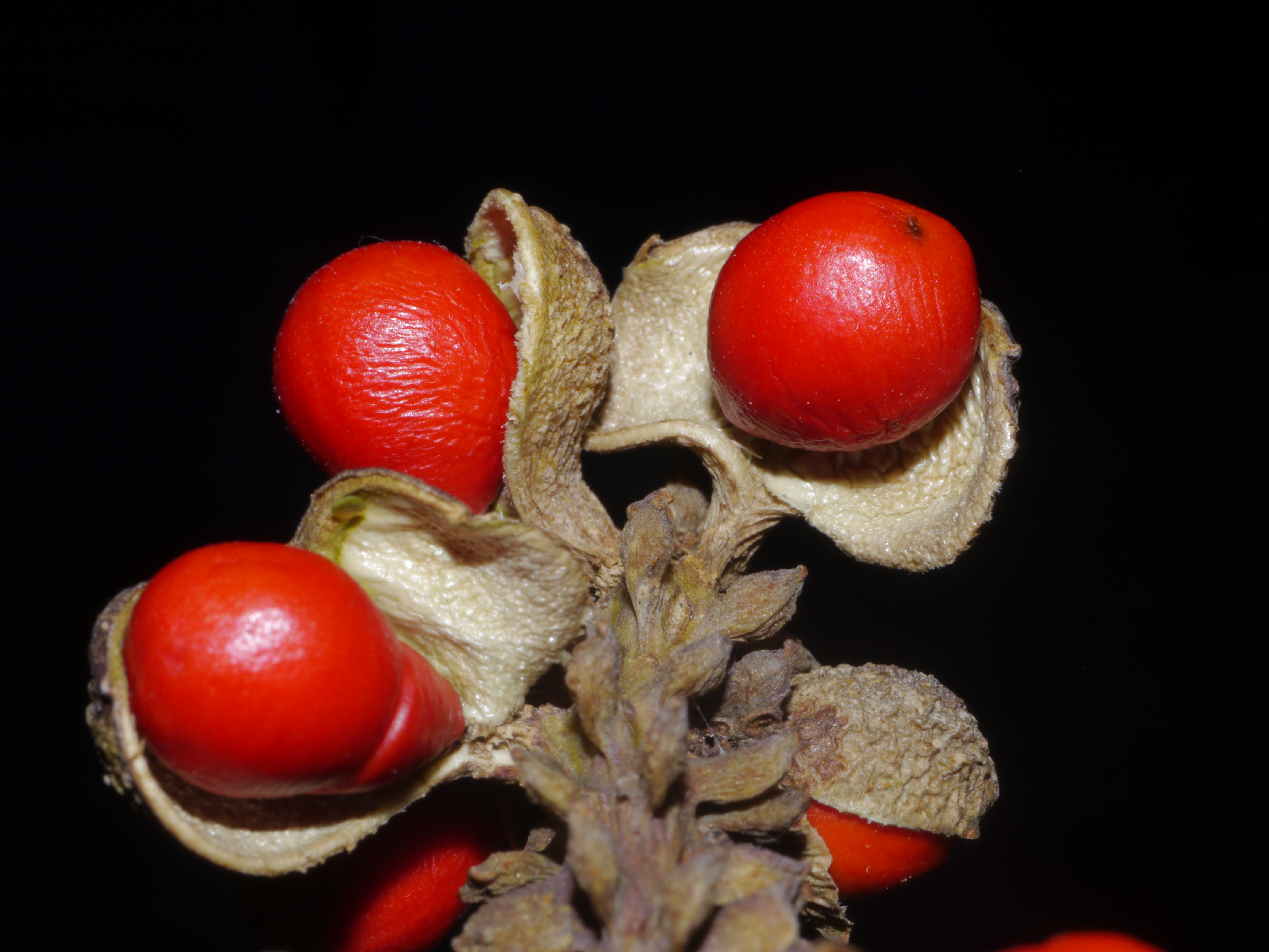 Plants Michelia Fruits P1090648 04