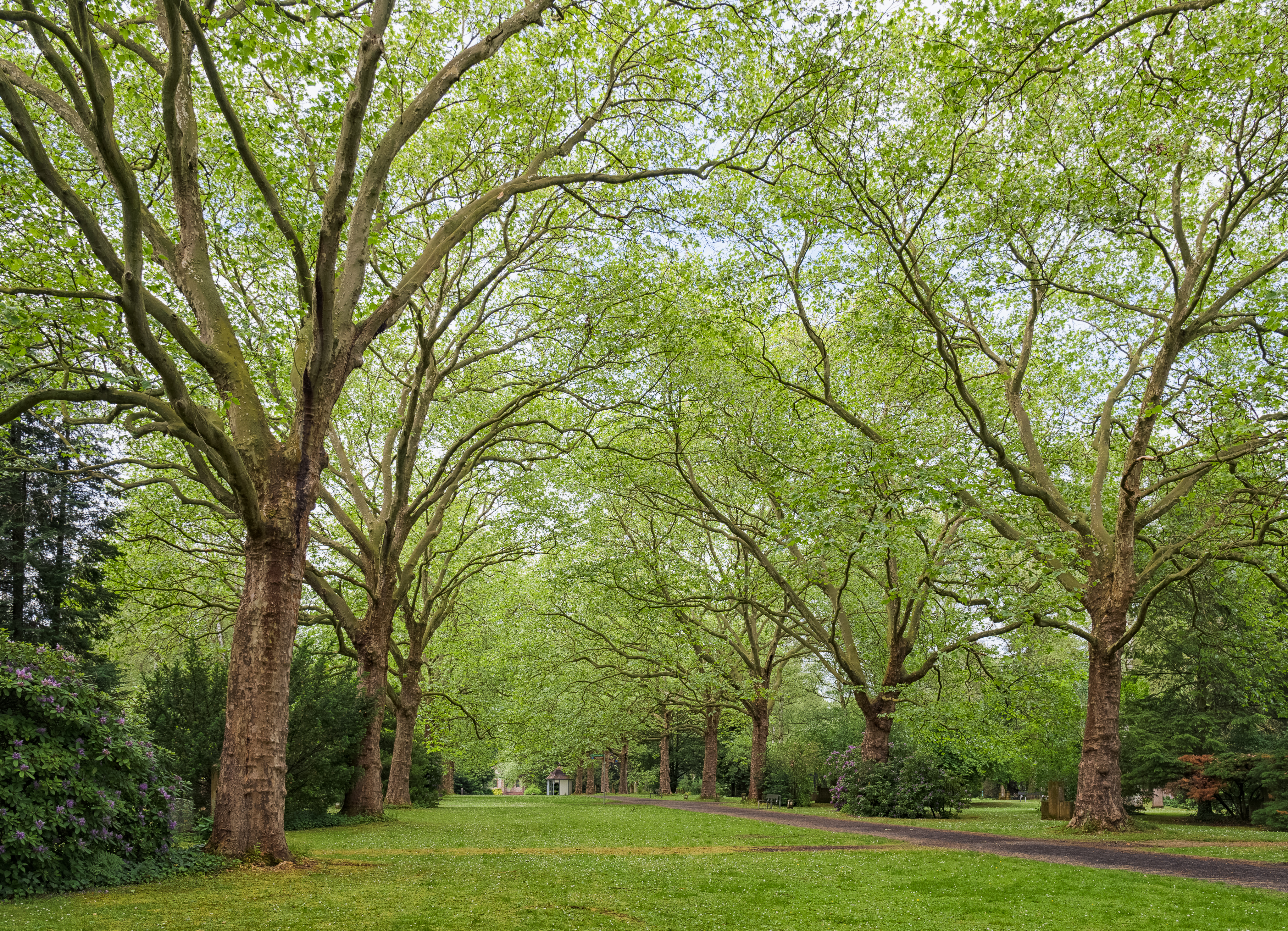 Platanenallee at Stadtfriedhof Göttingen 2017 01