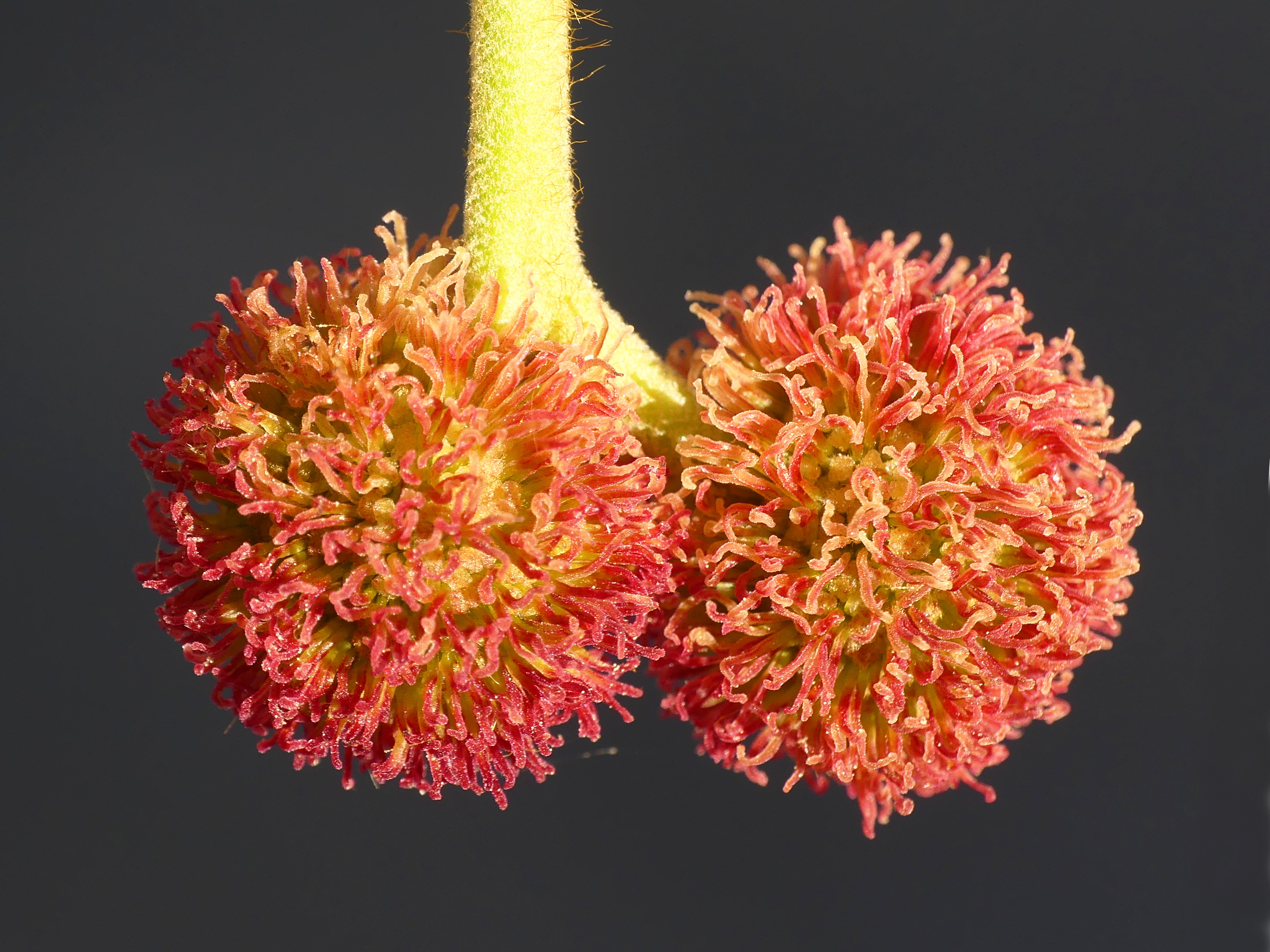 Platanus hispanica inflorescences