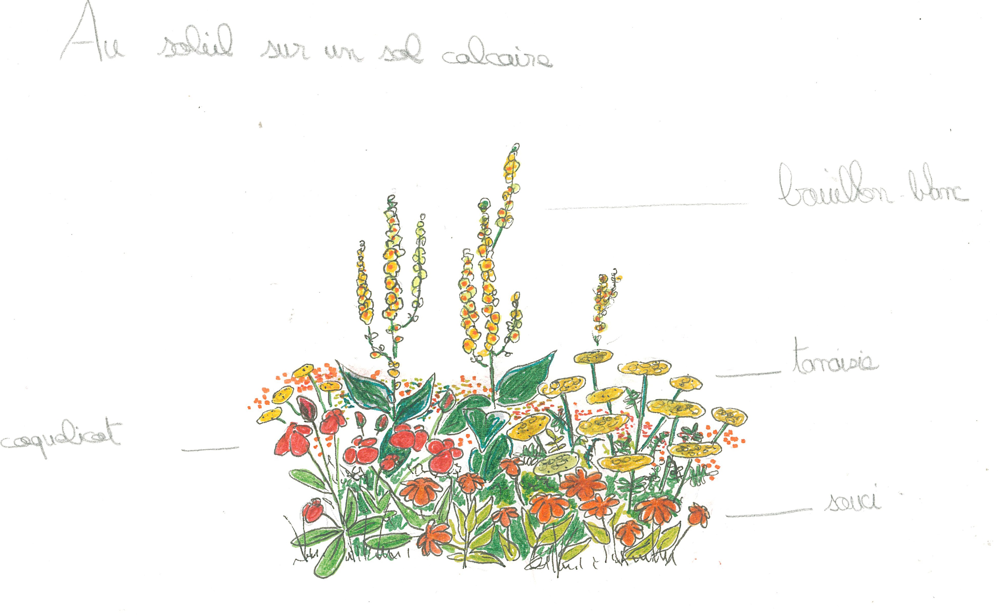 Platebande.soleil.solcalcaire