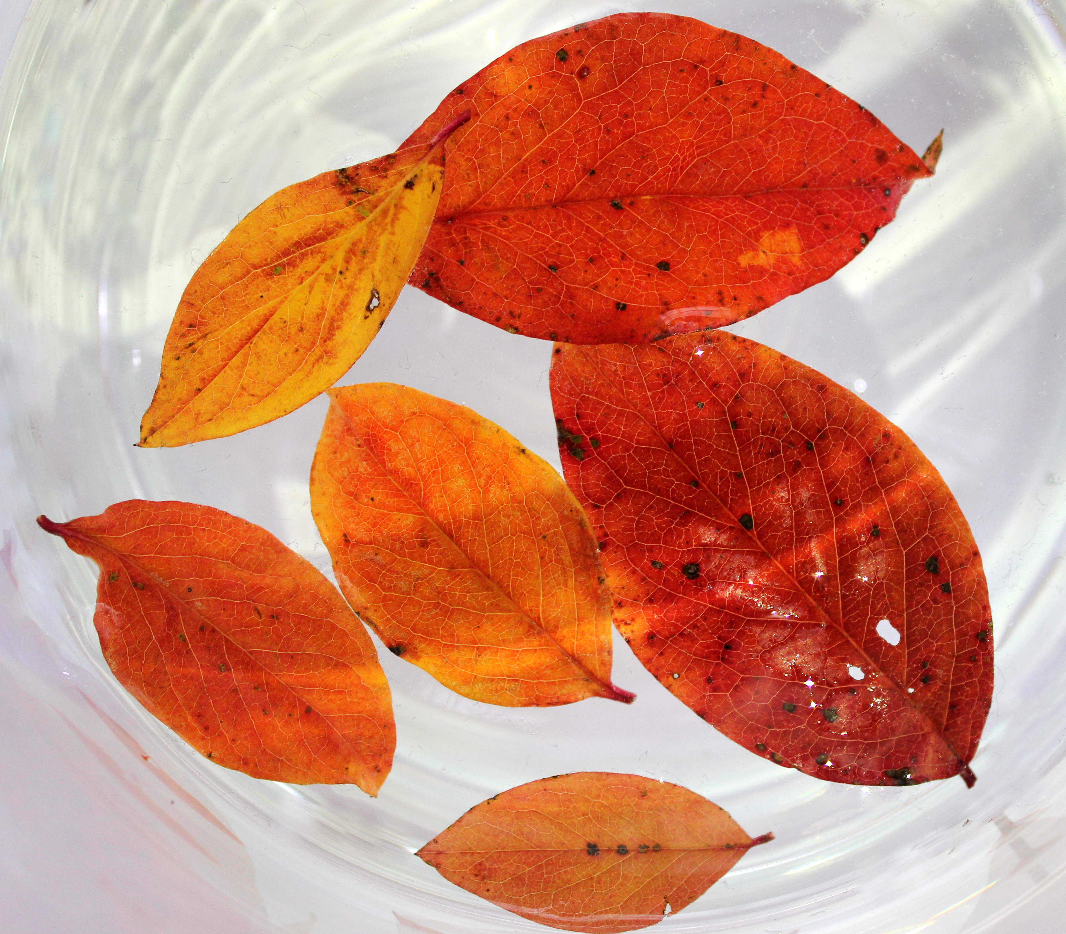 Playing with water, light and leaves (Fagus sylvatica)