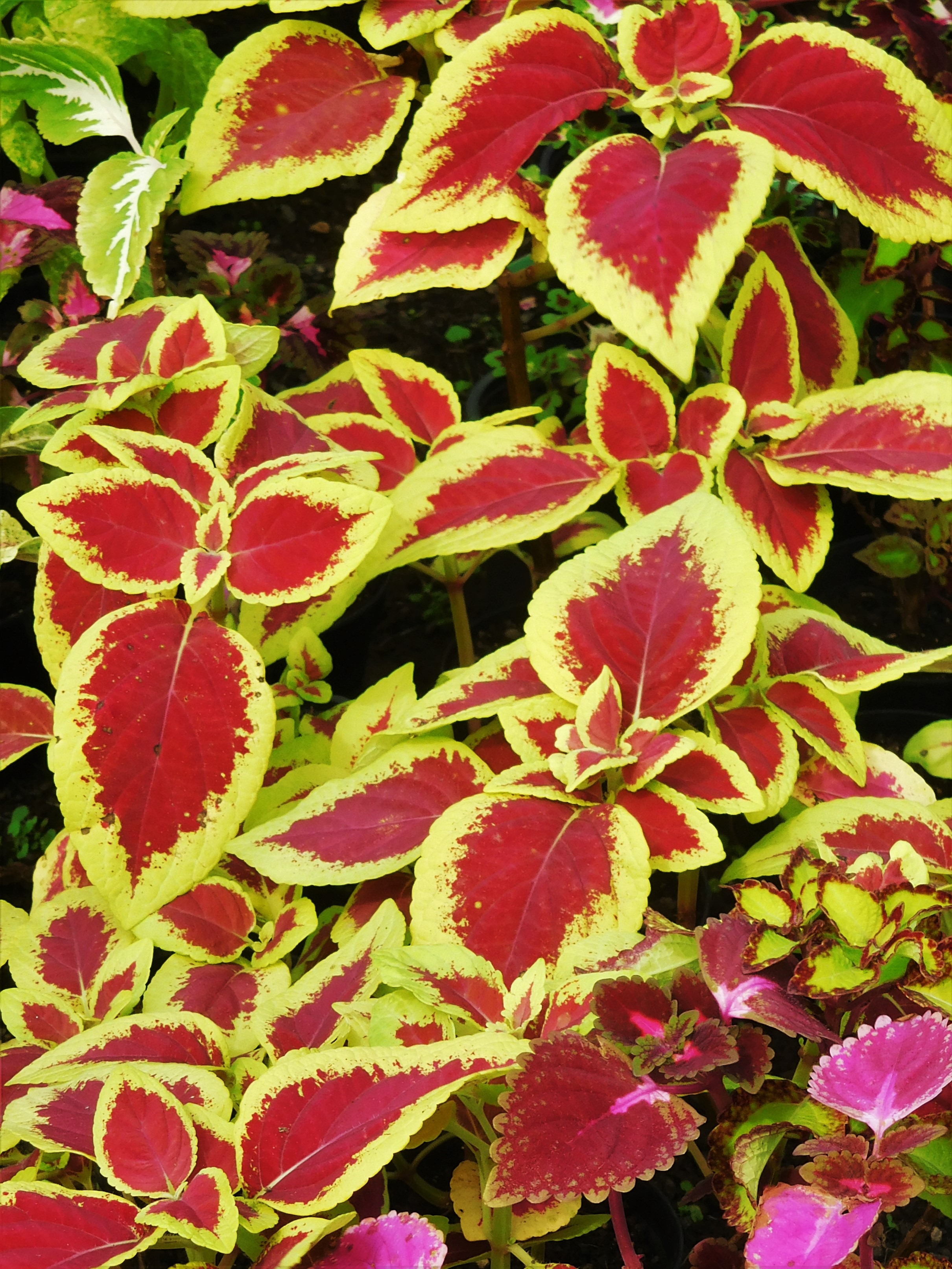 Plectranthus scutellarioides (Coleus)