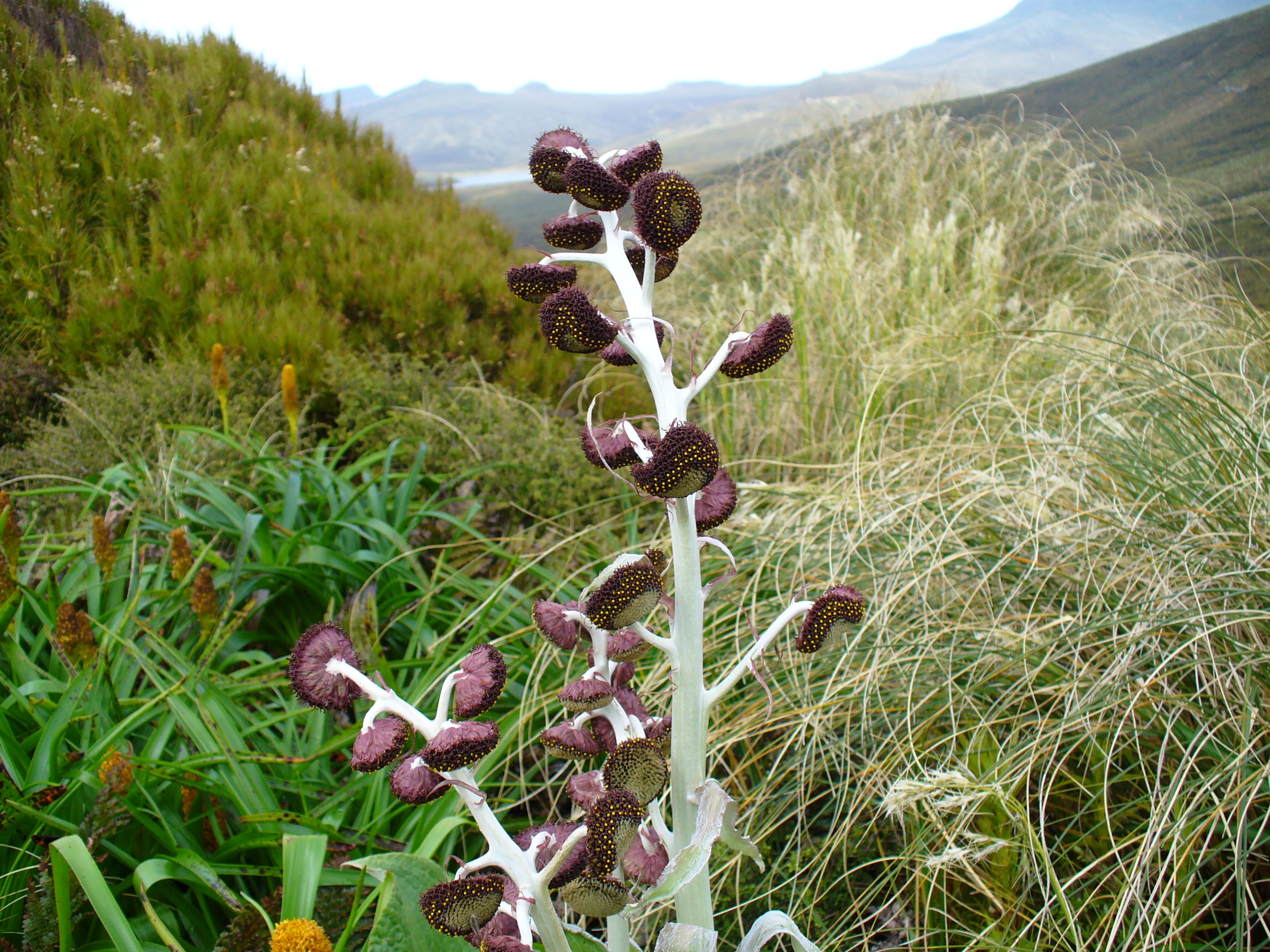 Pleurophyllum