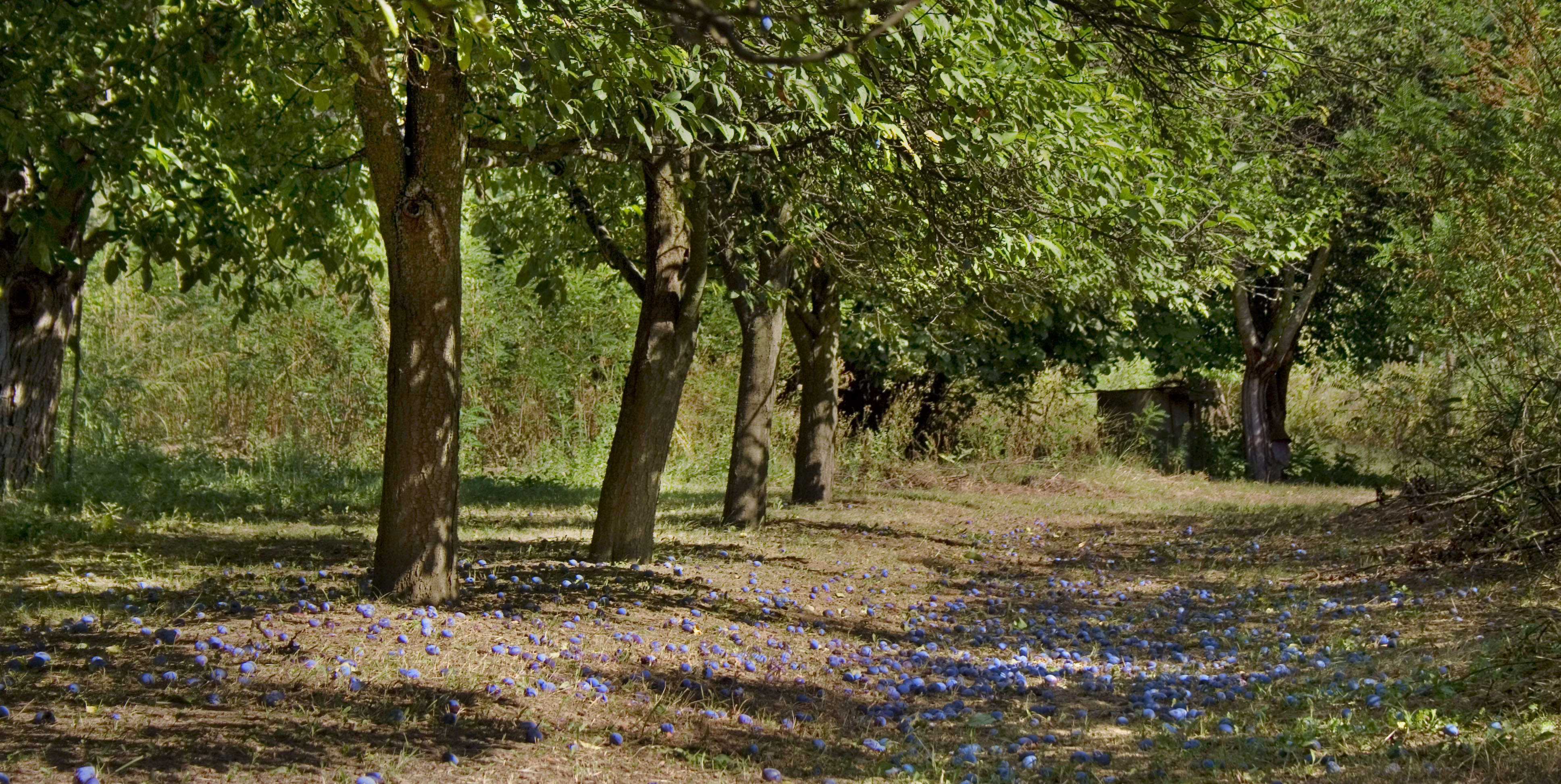 Plum-trees from South-Hungary