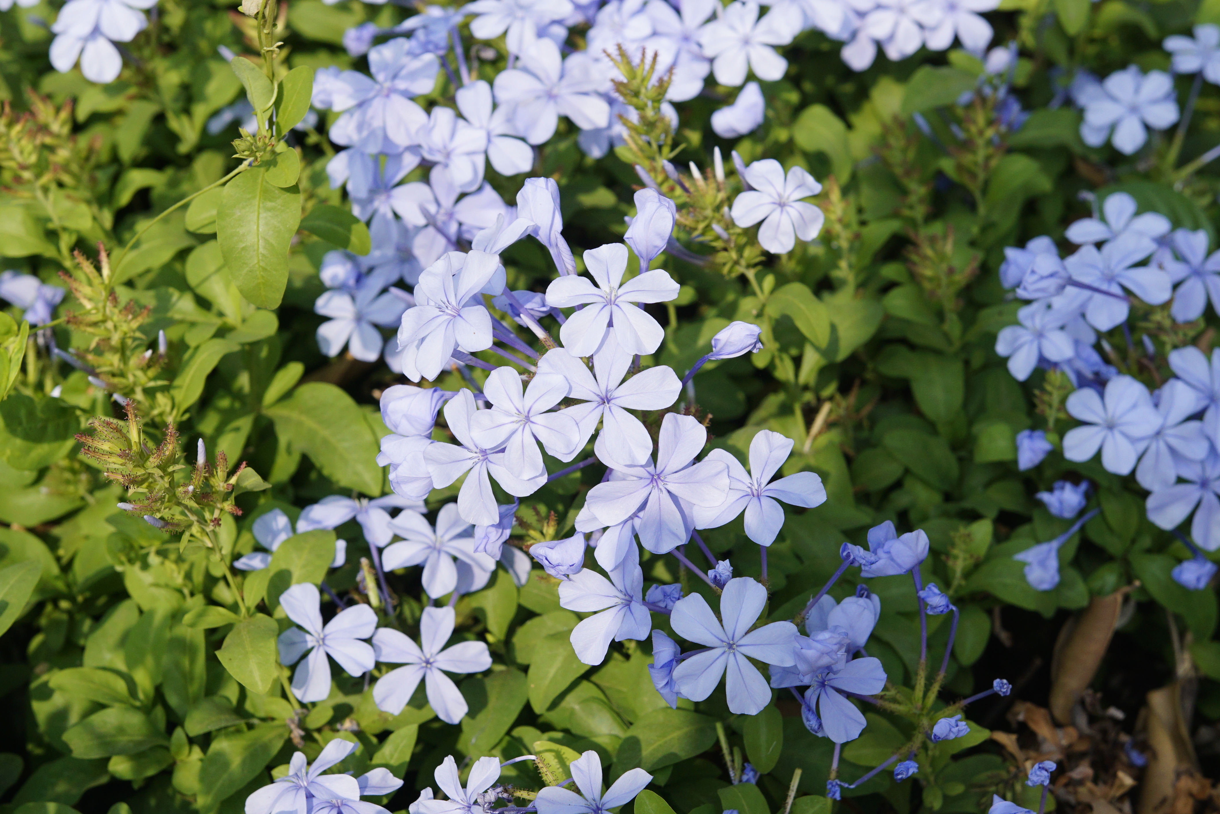 Plumbago auriculata 2717