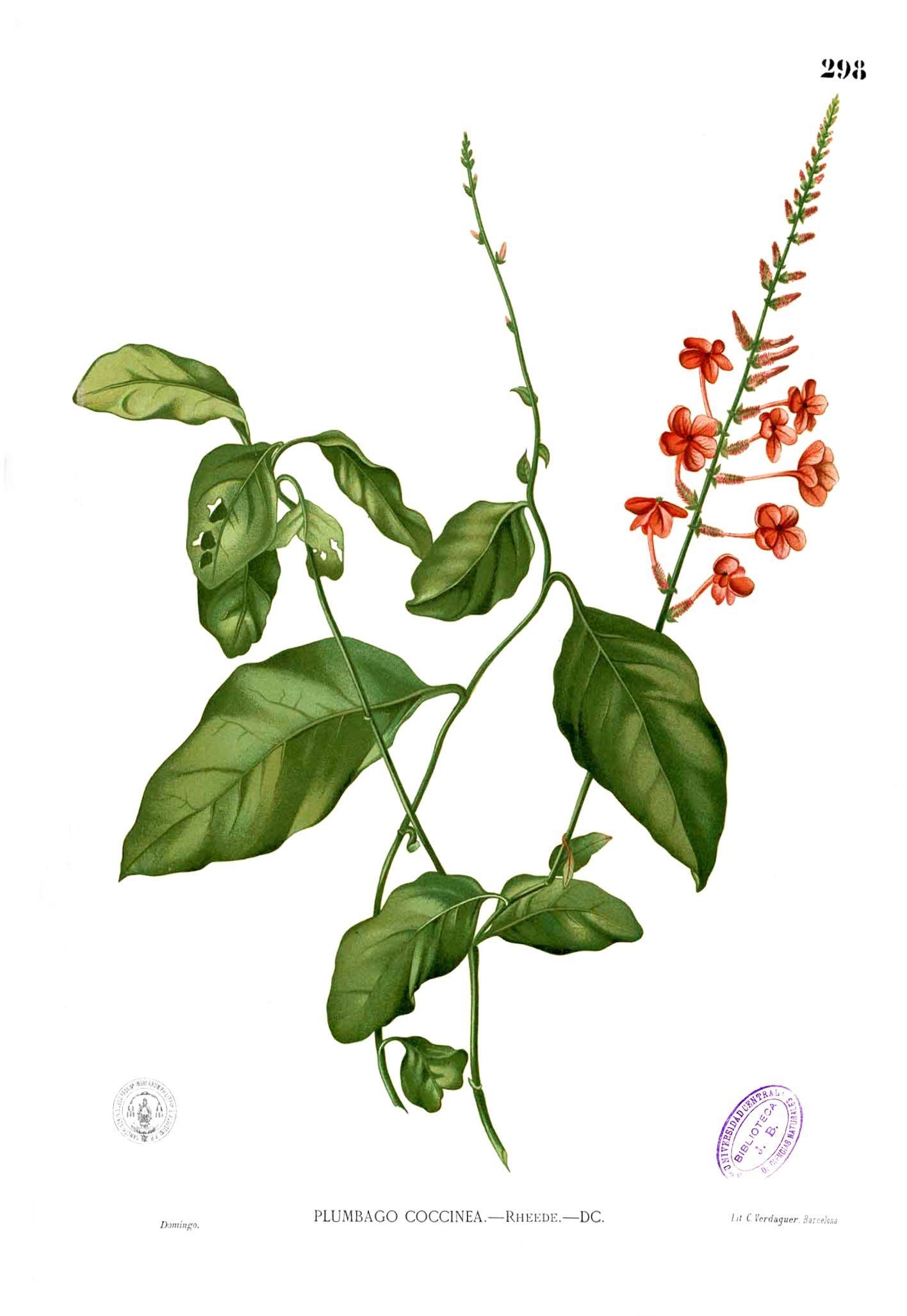 Plumbago coccinea Blanco2.298