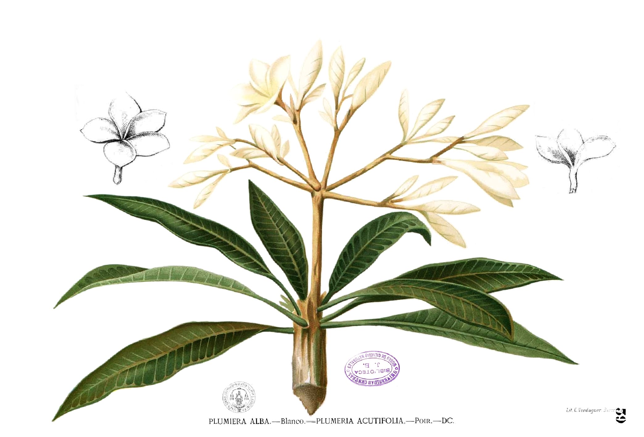 Plumeria alba Blanco1.39