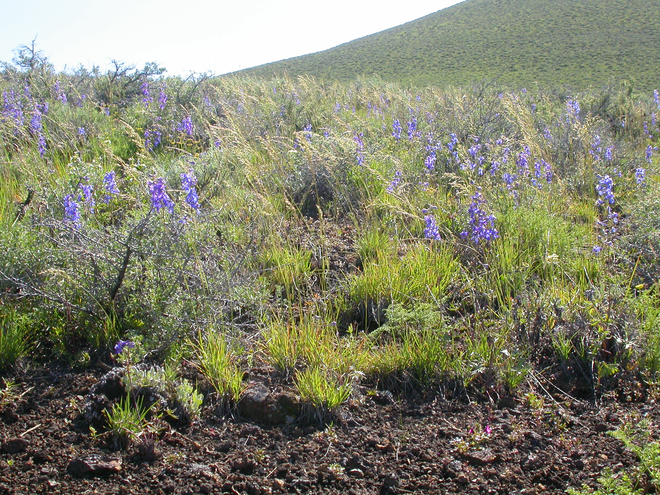 Poa secunda (4412719856)