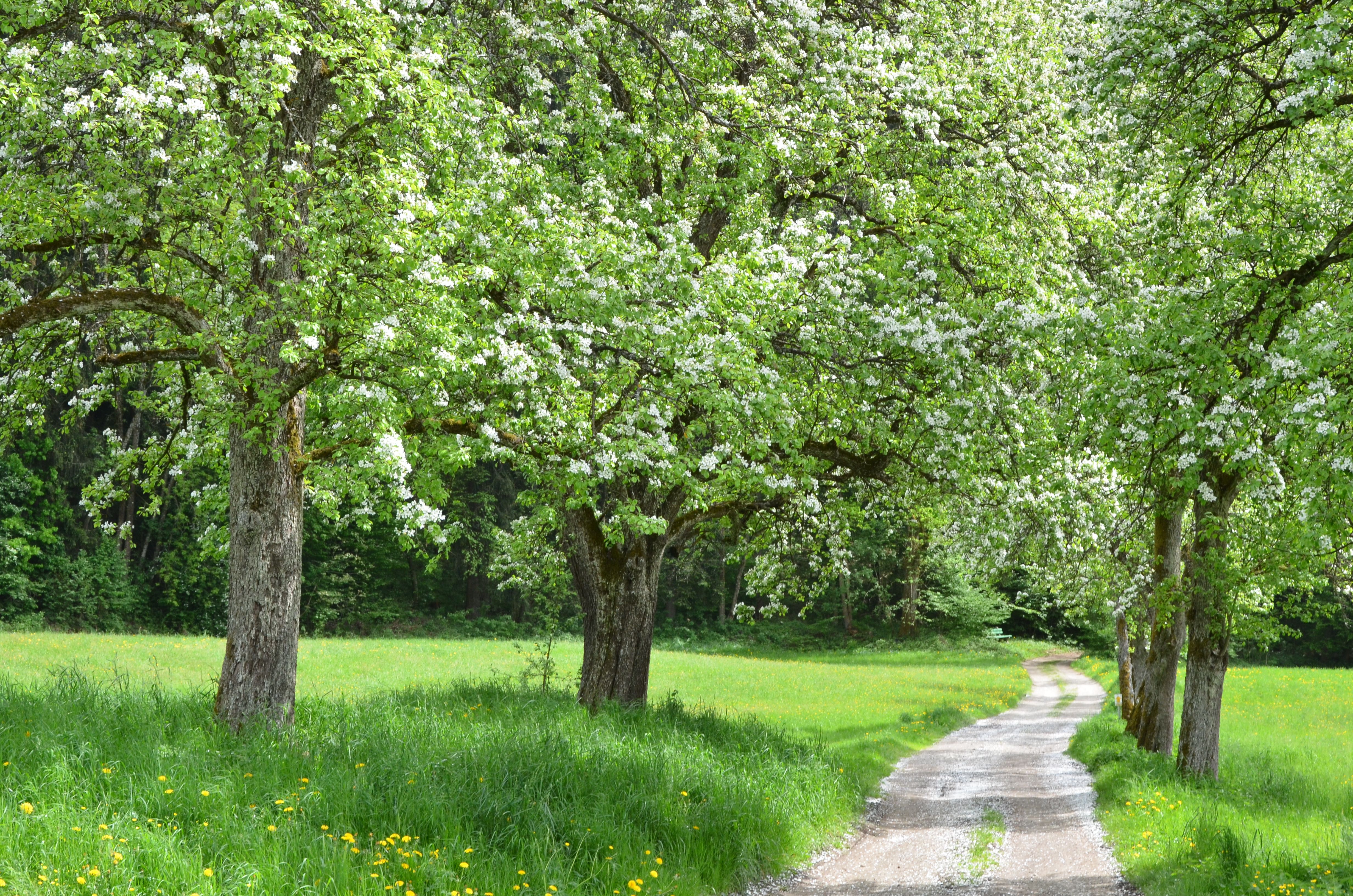 Poertschach Brockweg Birnbaumallee 04052013 177