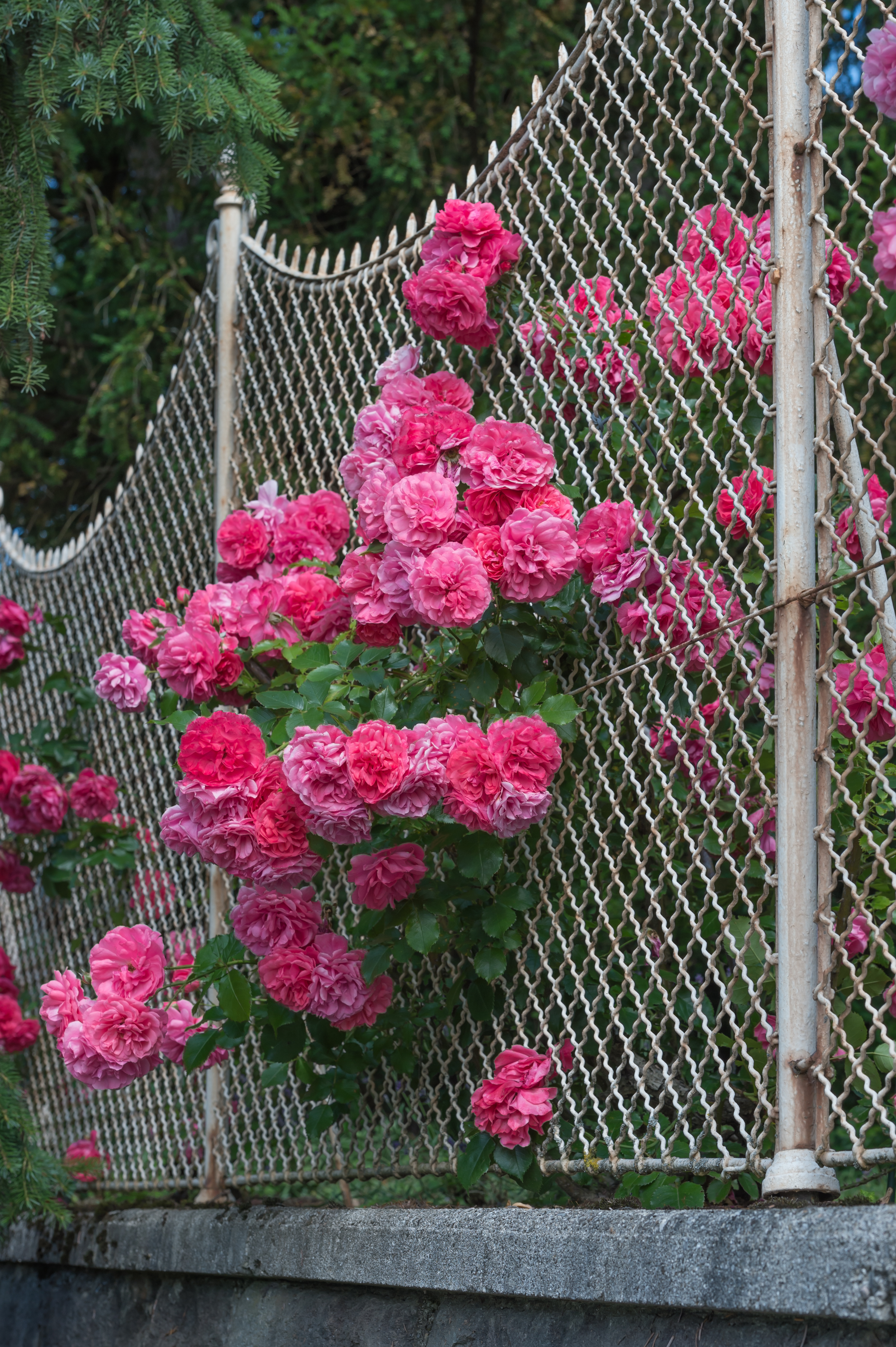 Poertschach Hauptstrasse 102 Lieleg-Schloessl Rosen am Gartenzaun 19062016 3322