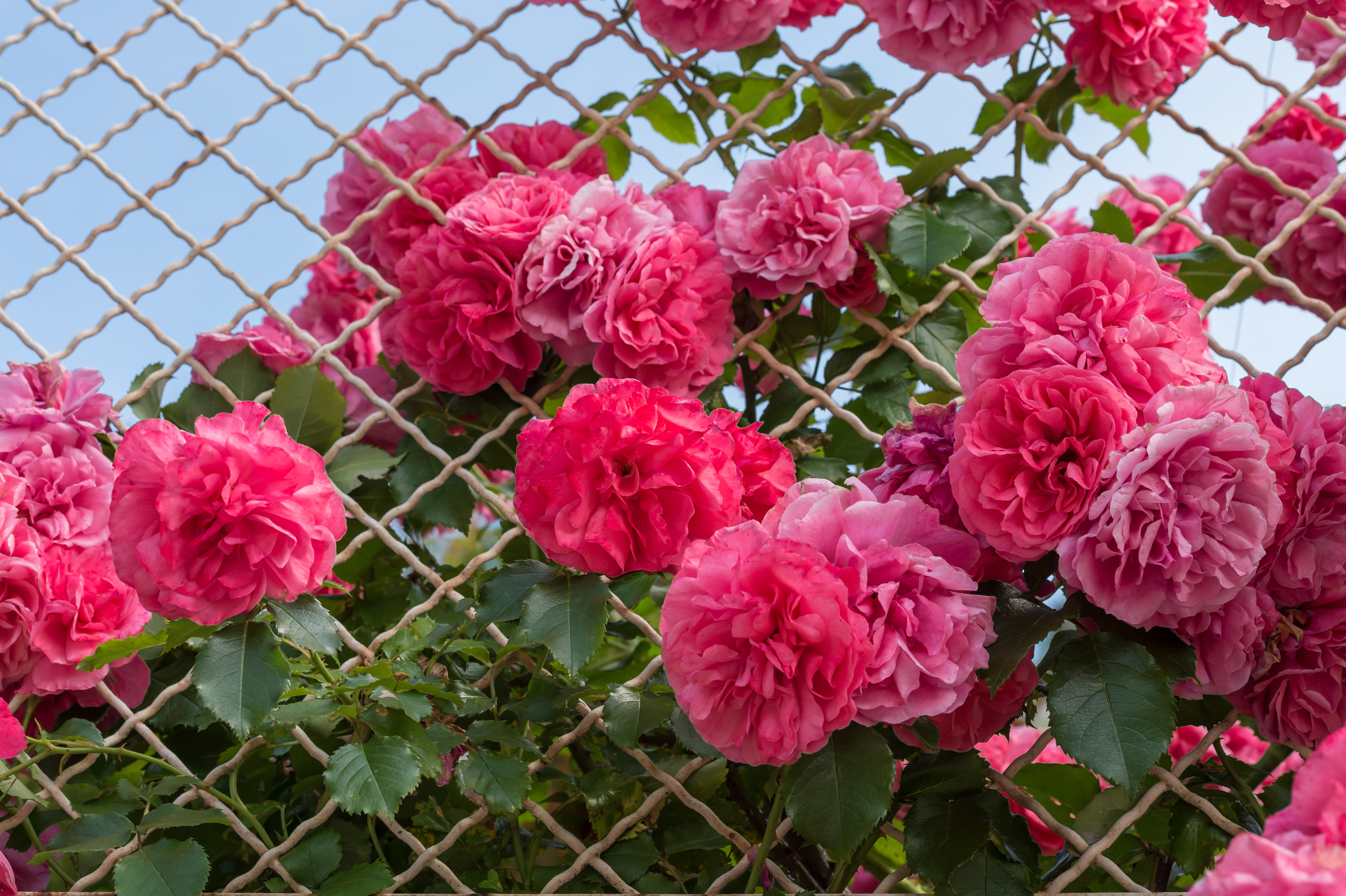 Poertschach Hauptstrasse 102 Lieleg-Schloessl Rosen am Gartenzaun 19062016 3323