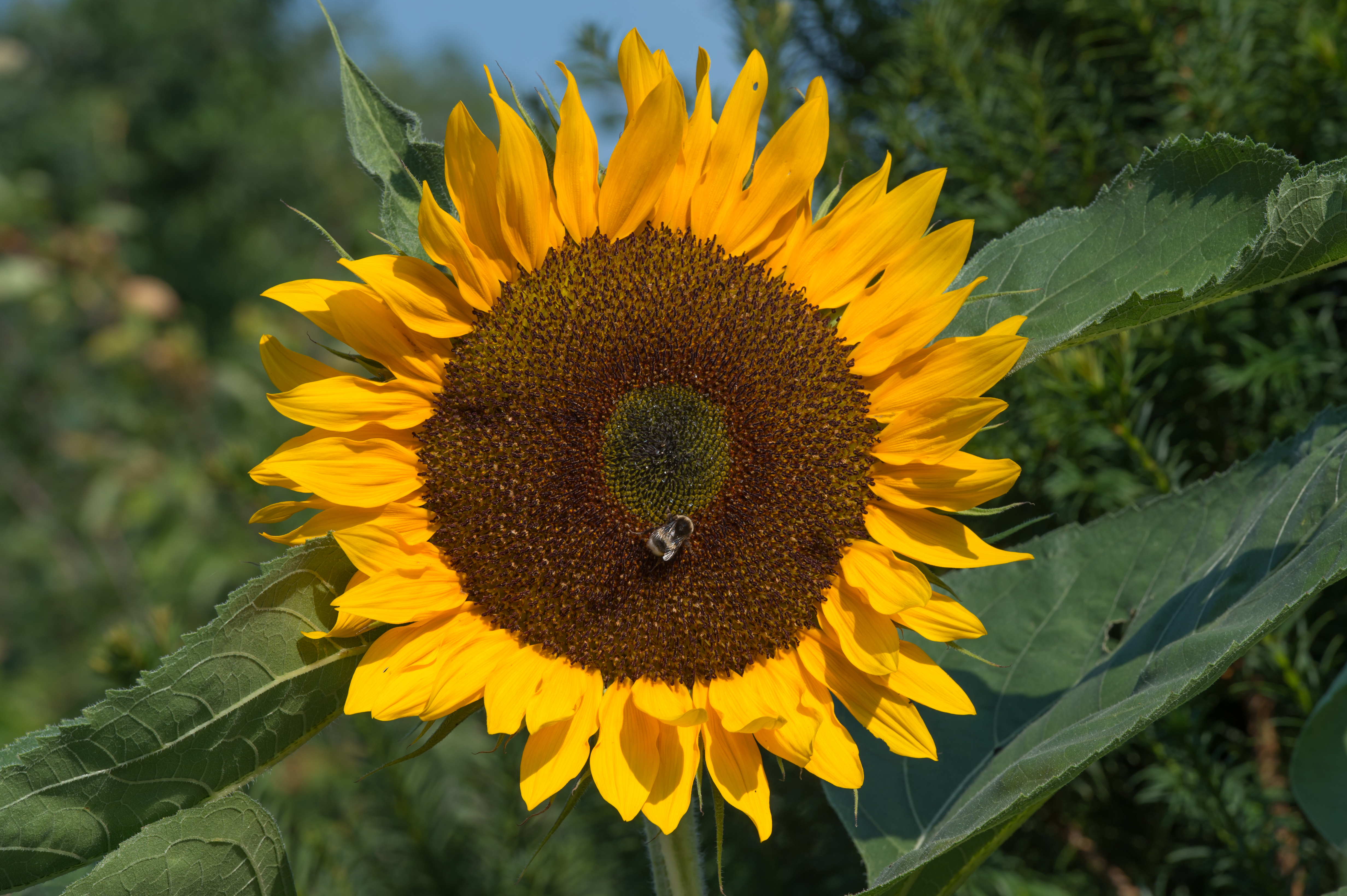 Poertschach Zehnte Oktober Strasse 65 Sonnenblume 12082015 1348
