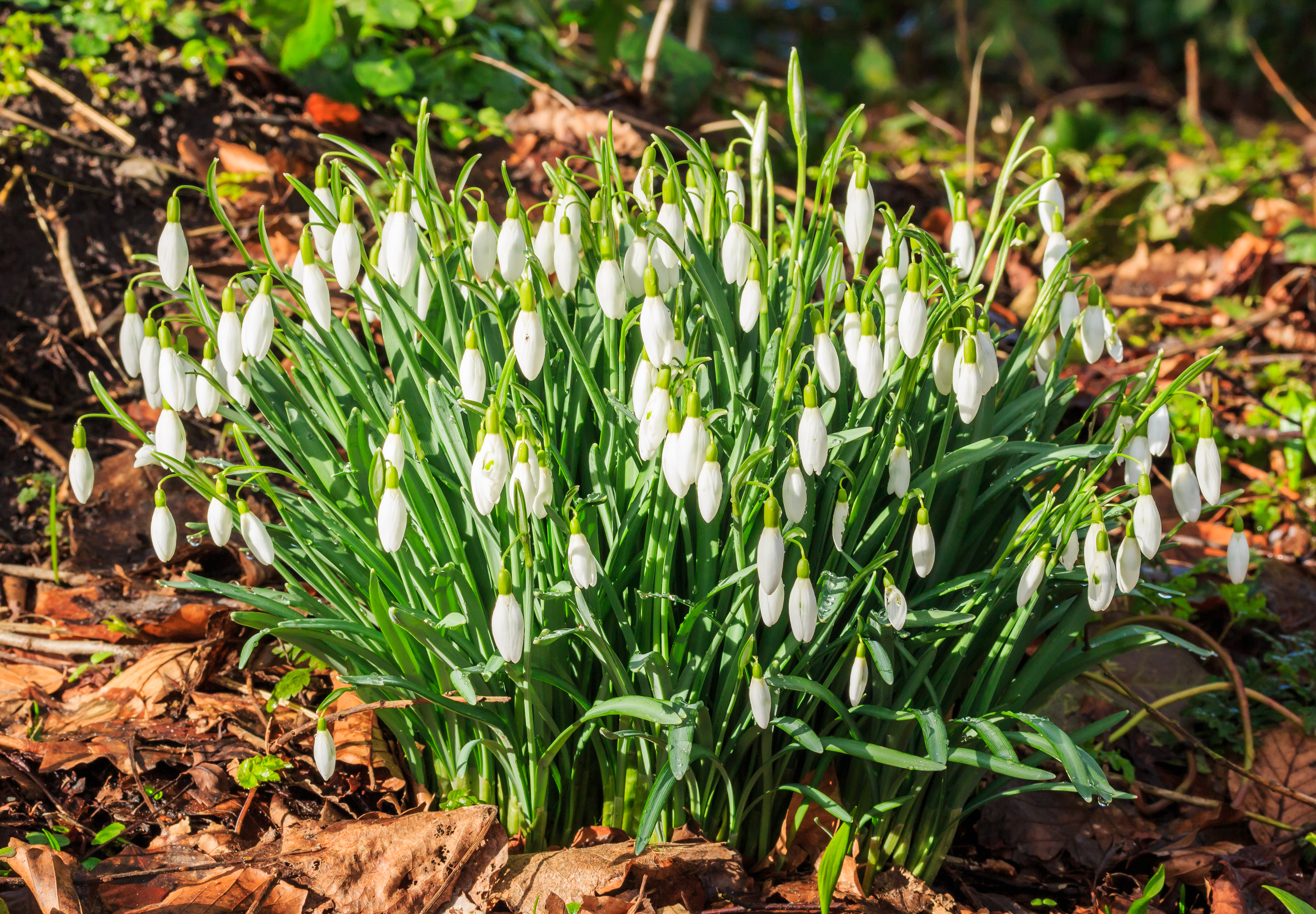 Pol sneeuwklokje (Tuinreservaat Jonkervallei). Locatie, Tuinreservaat Jonkervallei