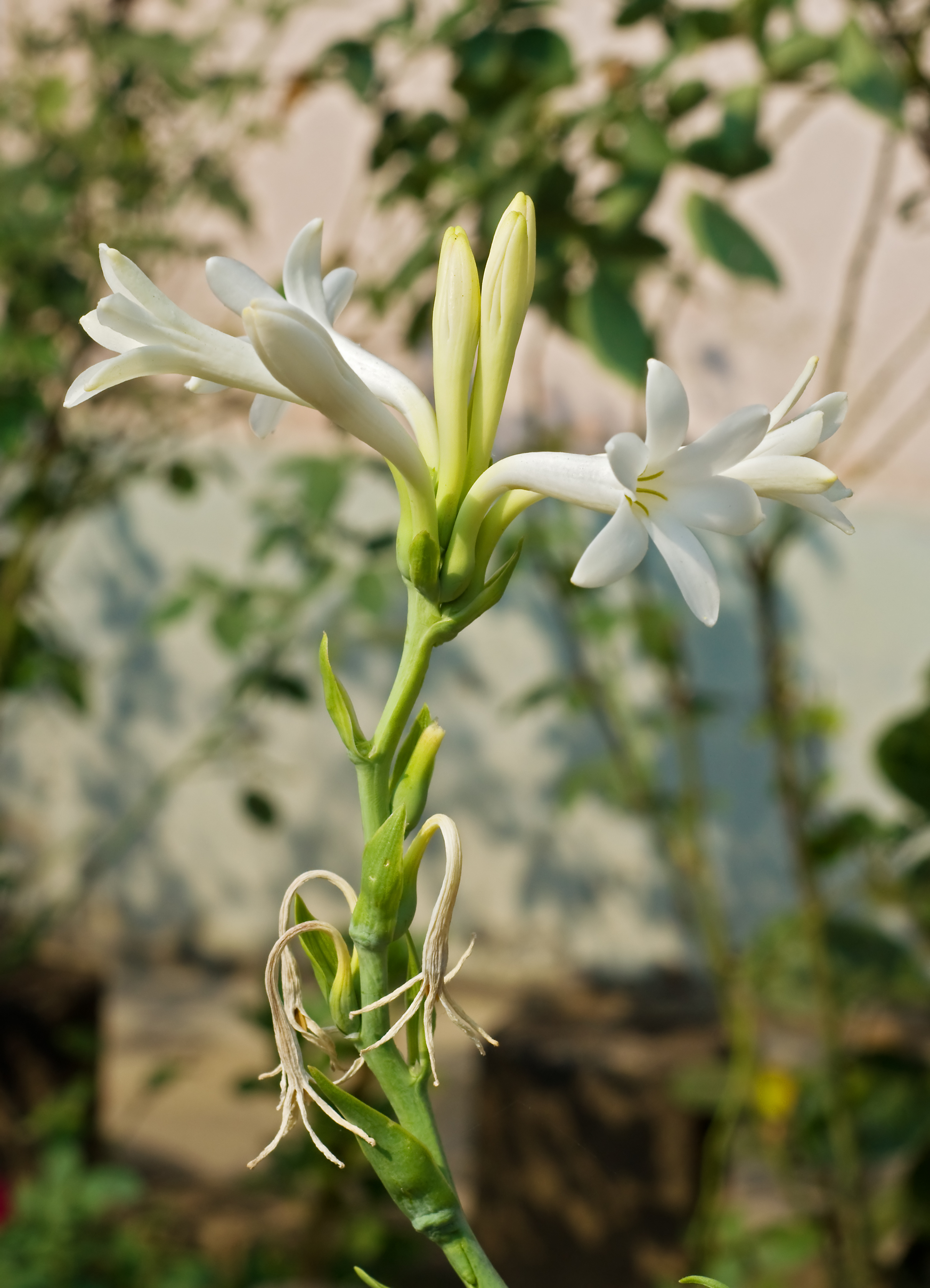 Polianthes tuberosa, Burdwan, West Bengal, India 25 10 2012