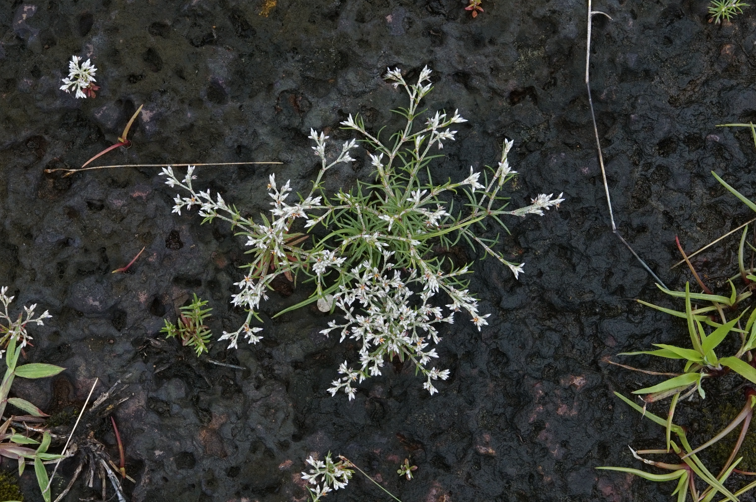 Polycarpaea corymbosa 0086