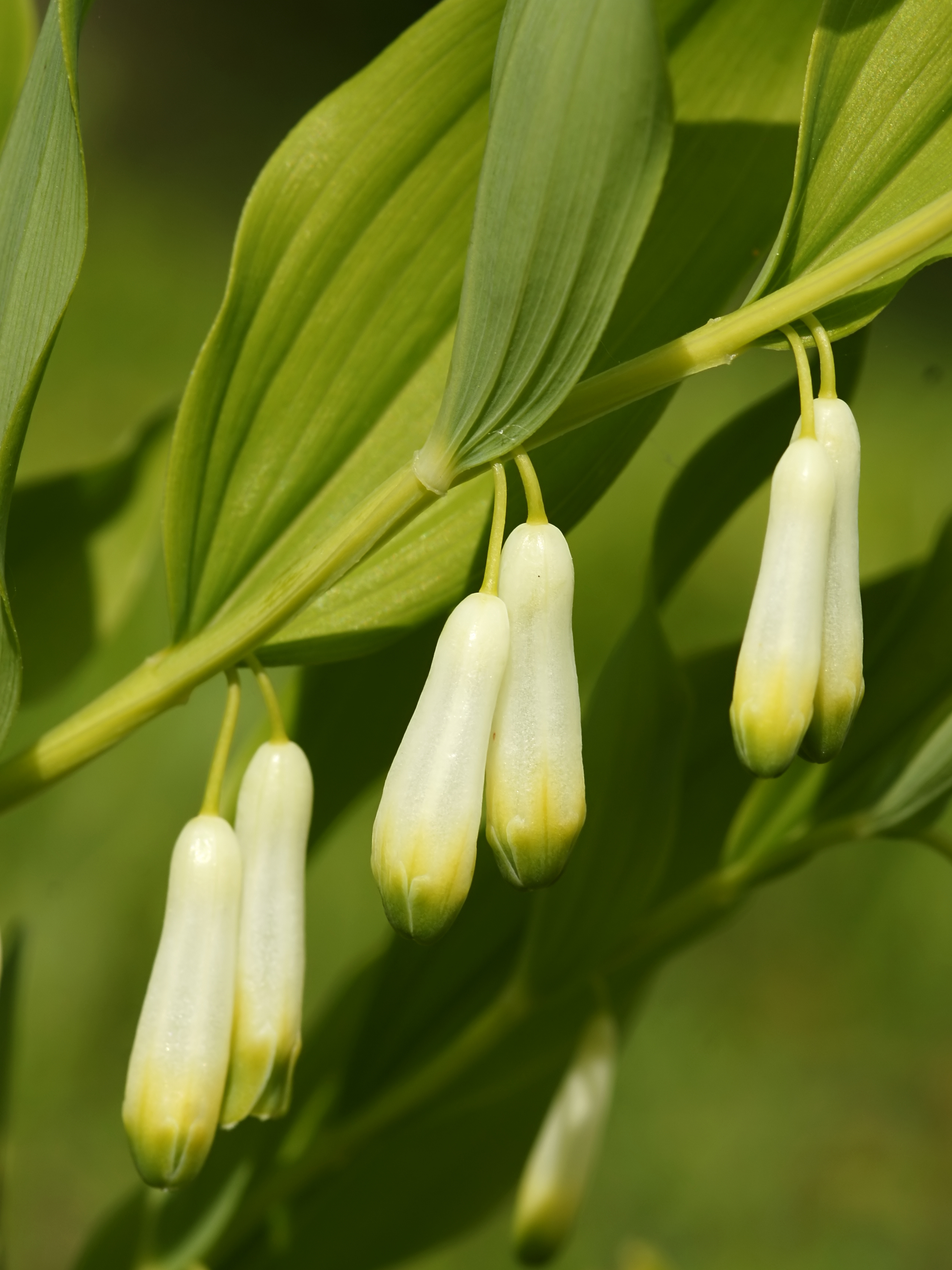 Polygonatum odoratum (flowers)