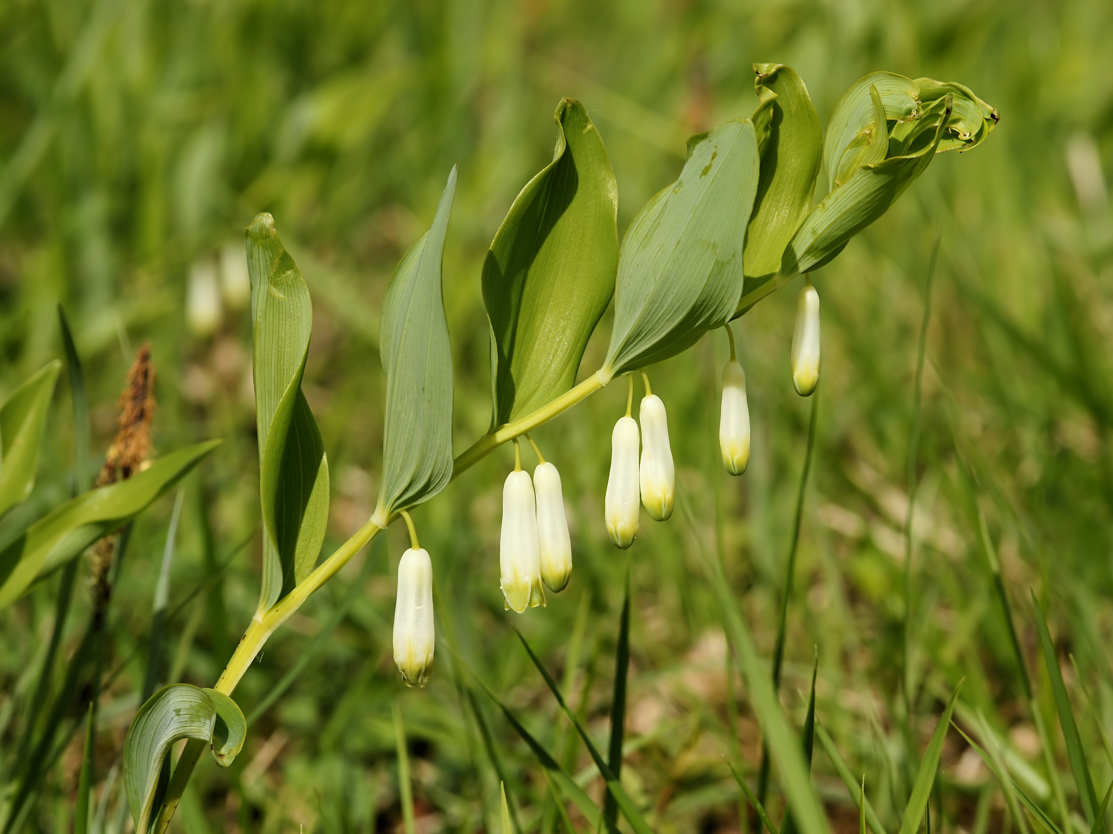 Polygonatum odoratum (habitus)