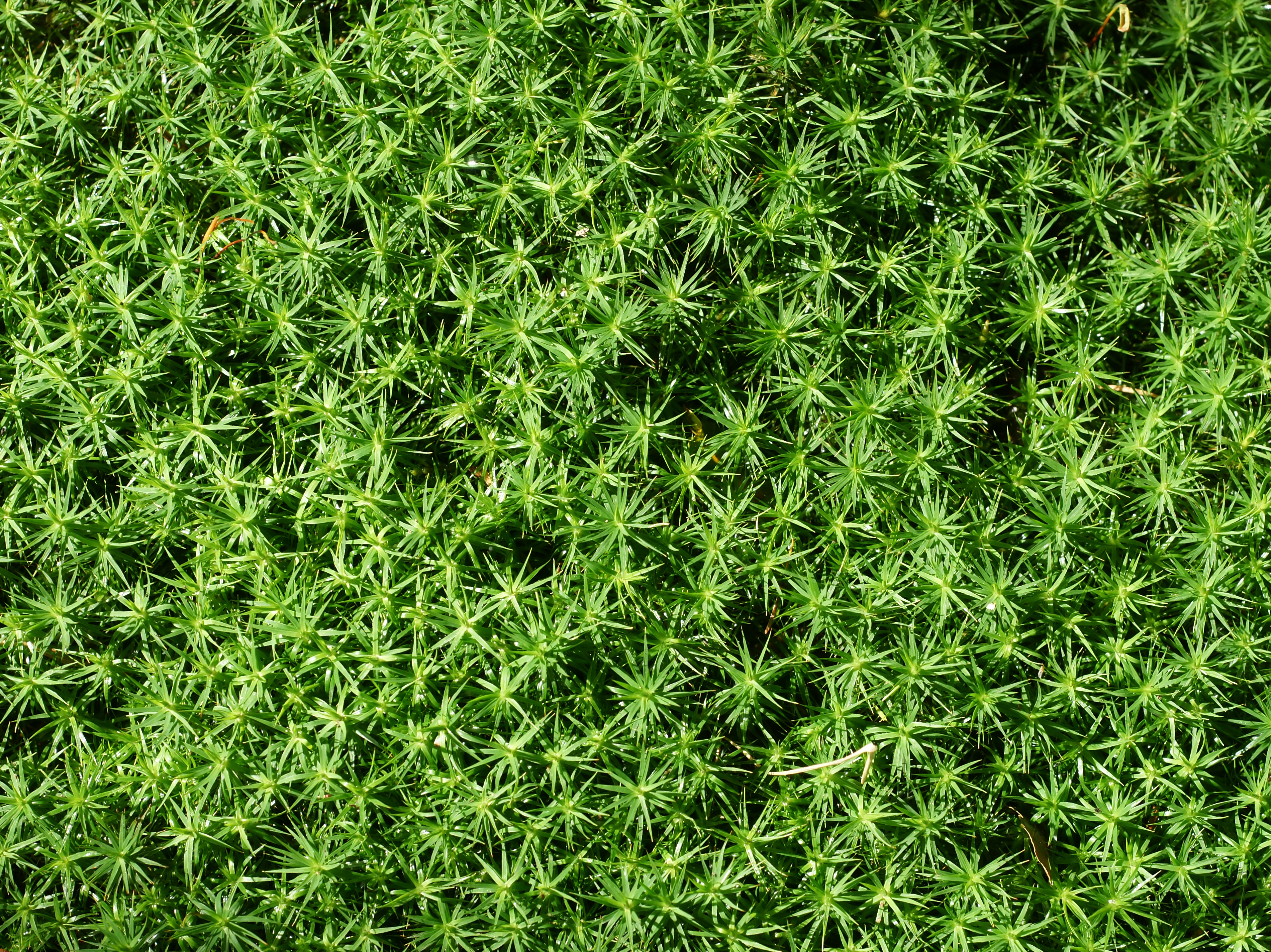Polytrichum commune 
