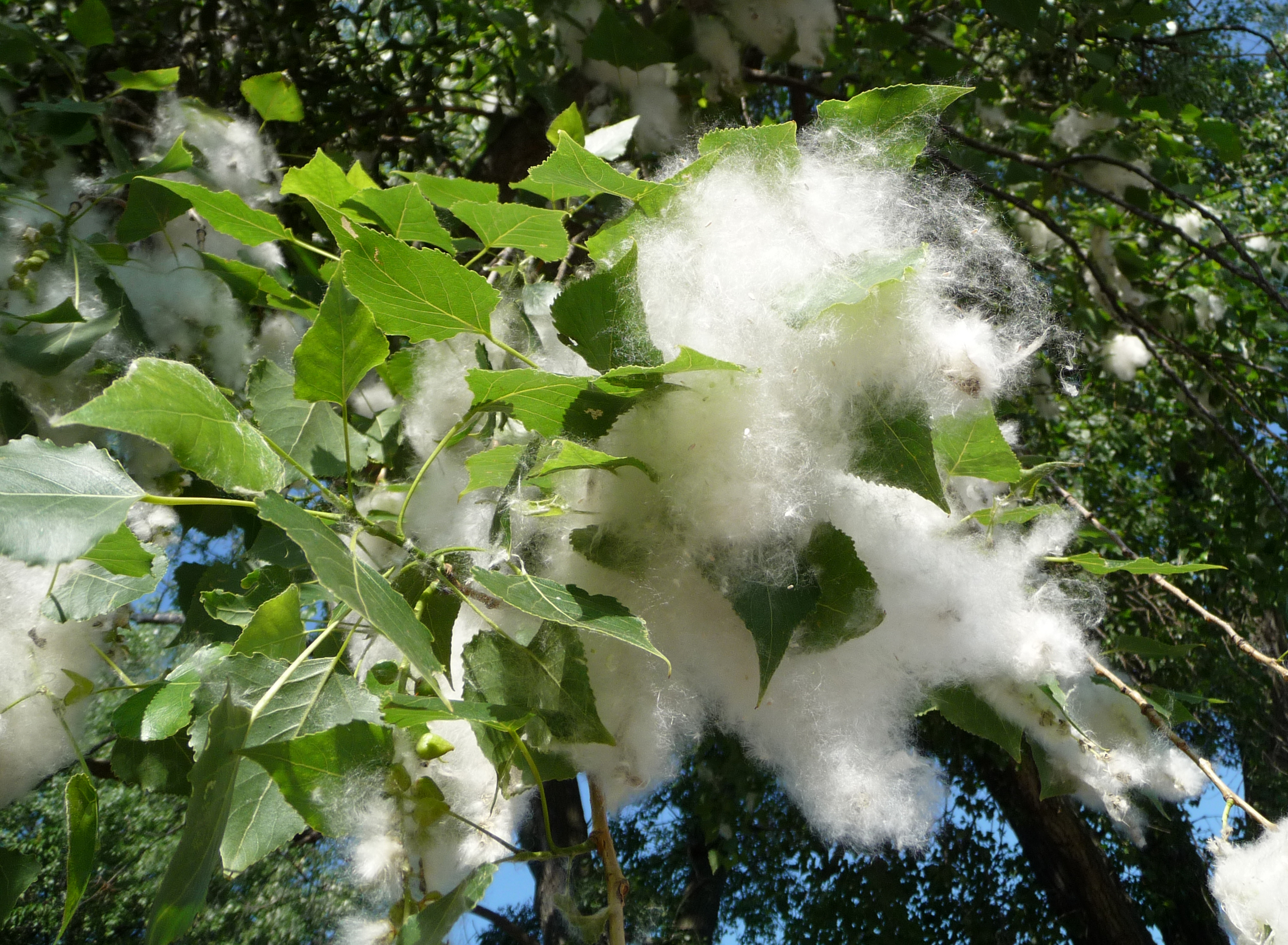 Poplar seed tufts 2009 G1