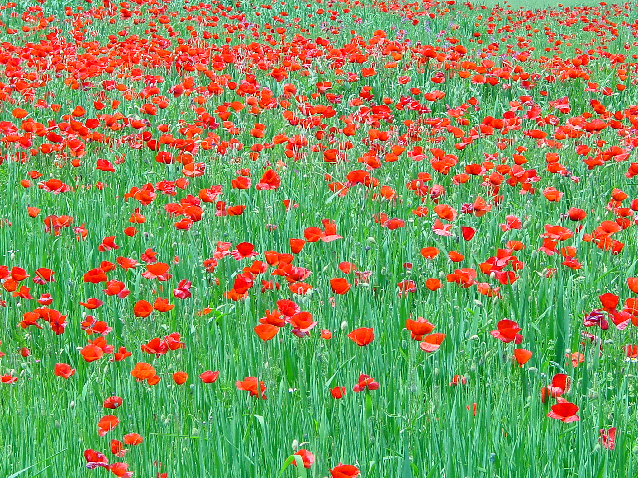 Poppies in Spain (2579574833)