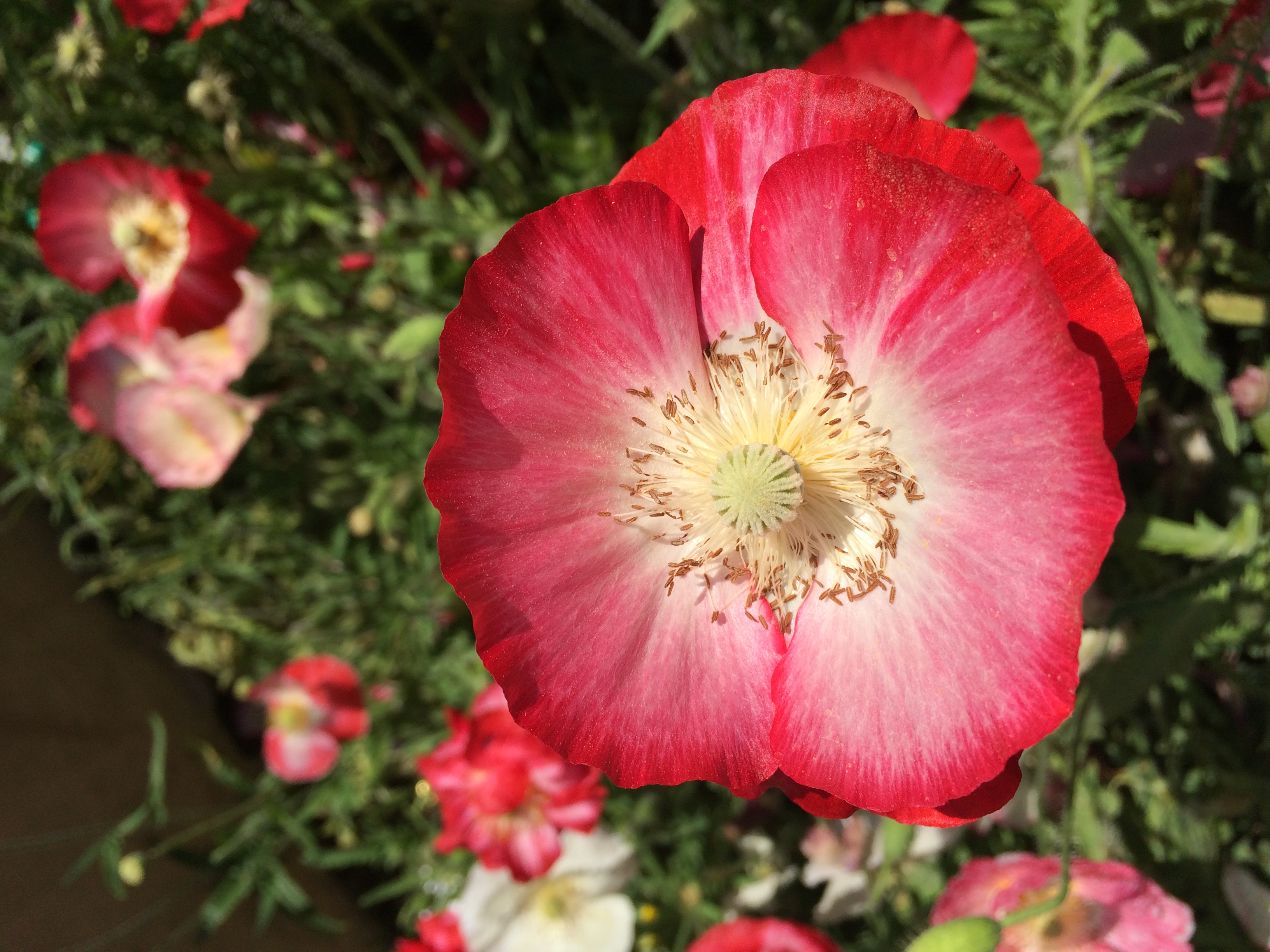 POPPY 3, SRINAGAR