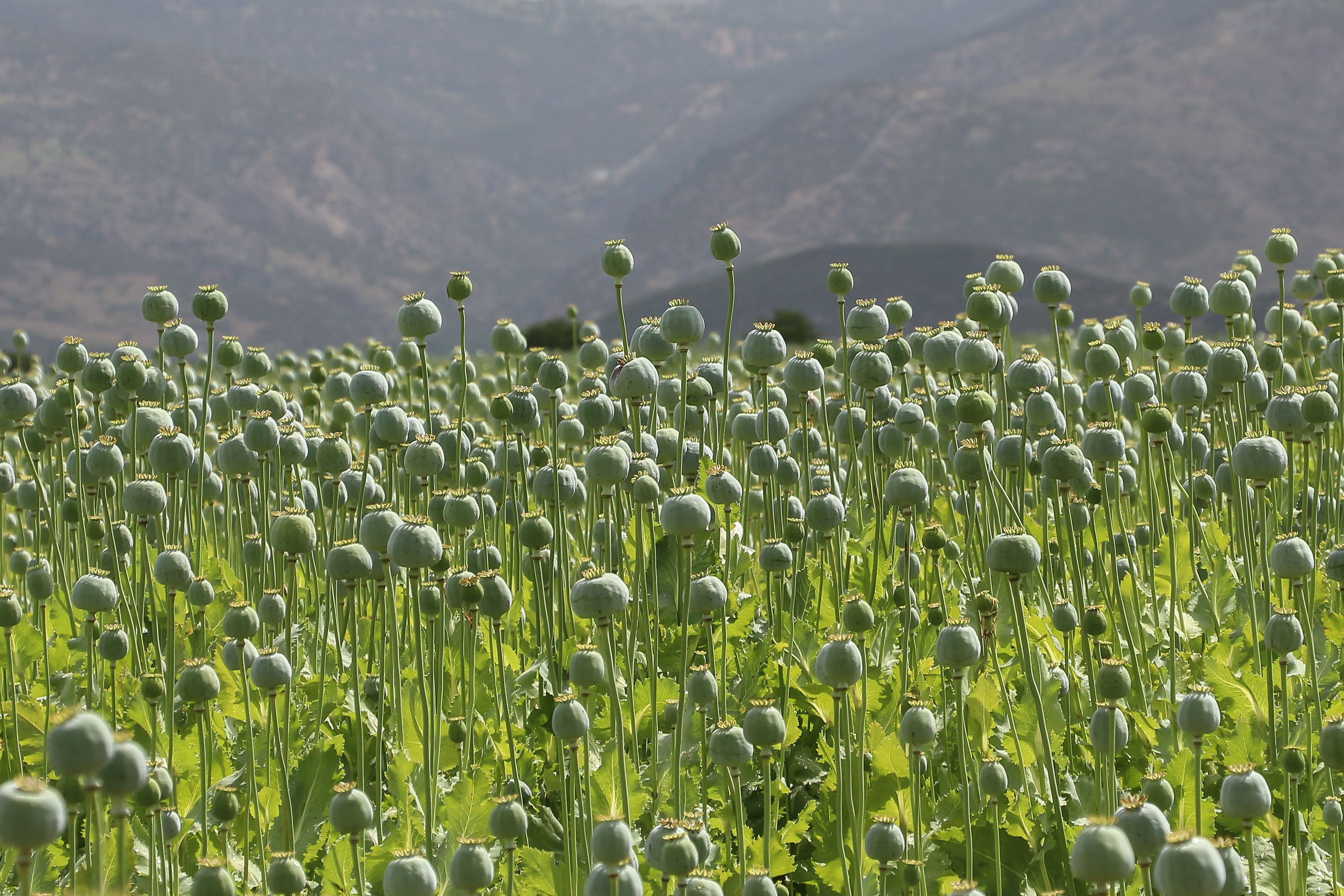 Poppy field, Turkey 02