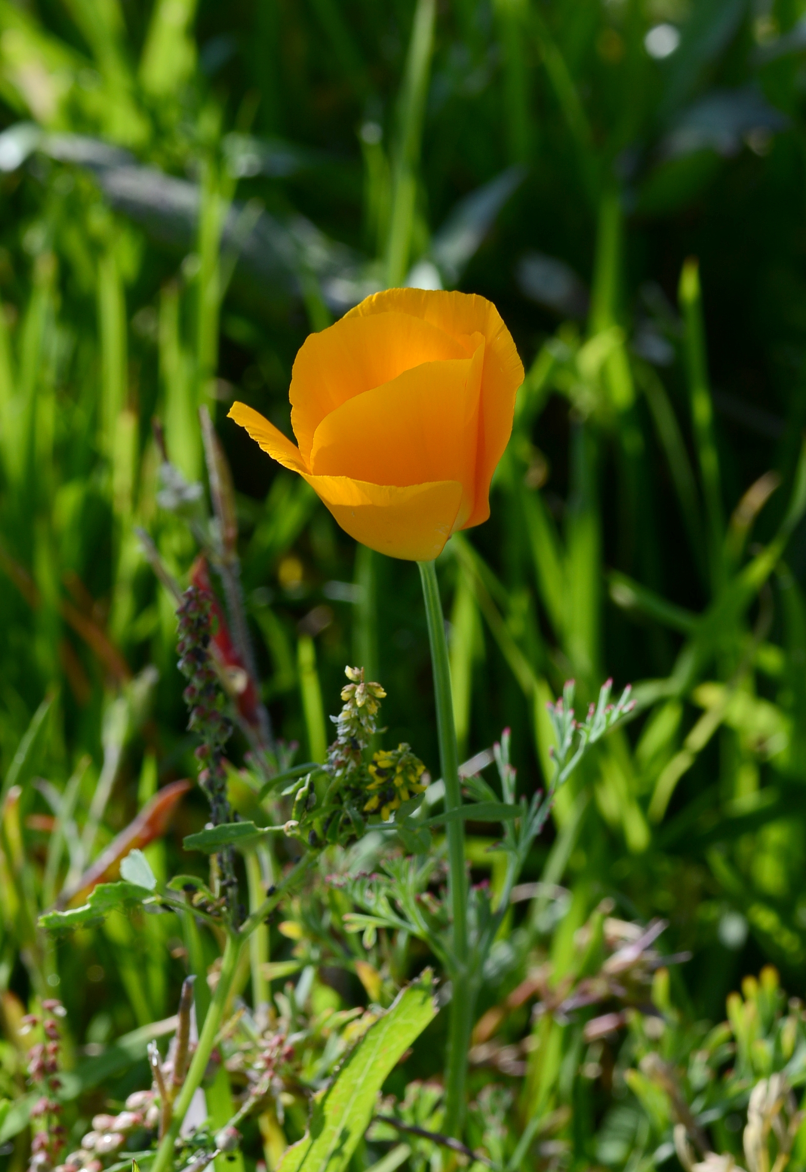 Poppy May 2013-1