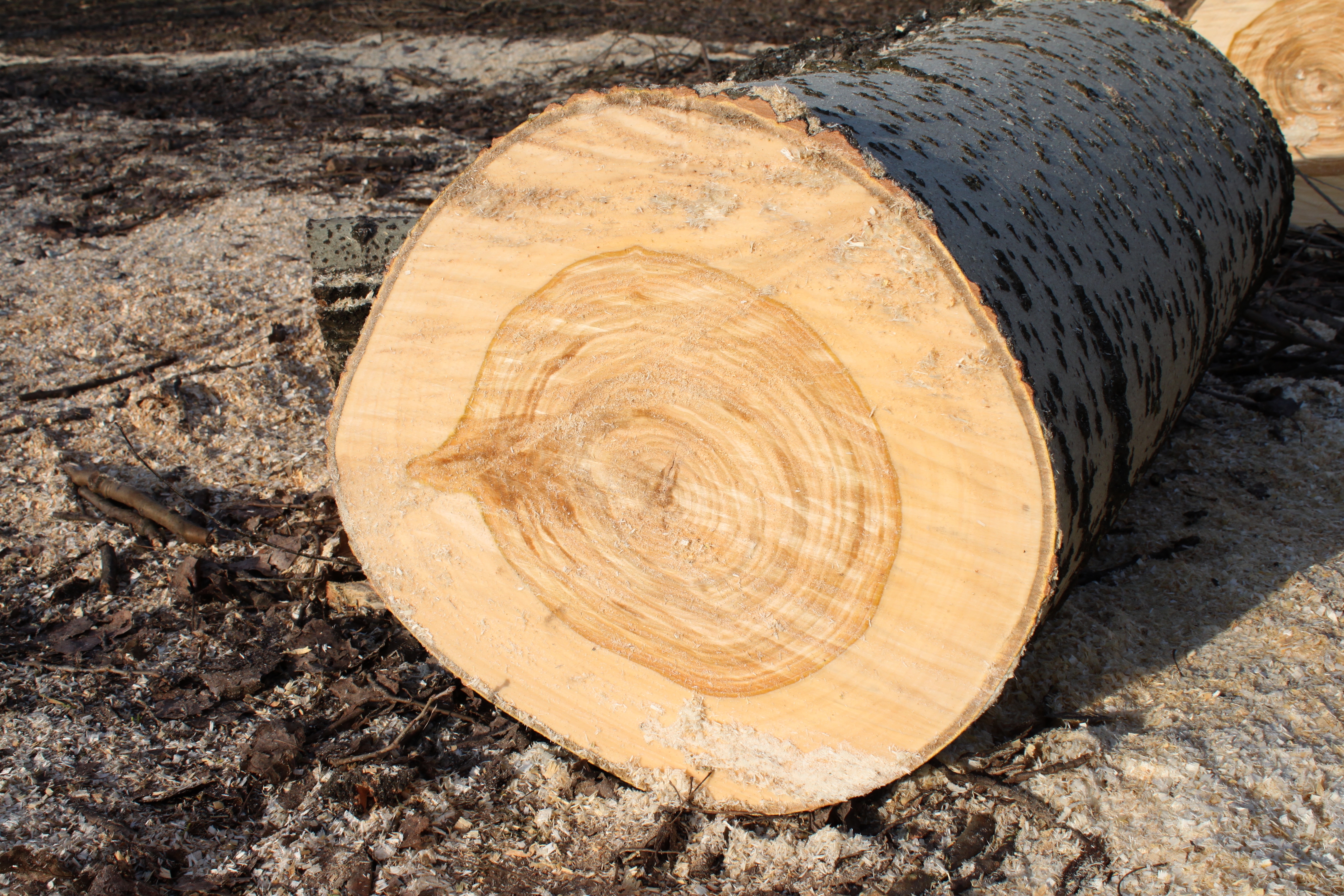 Populus alba cross section Marki