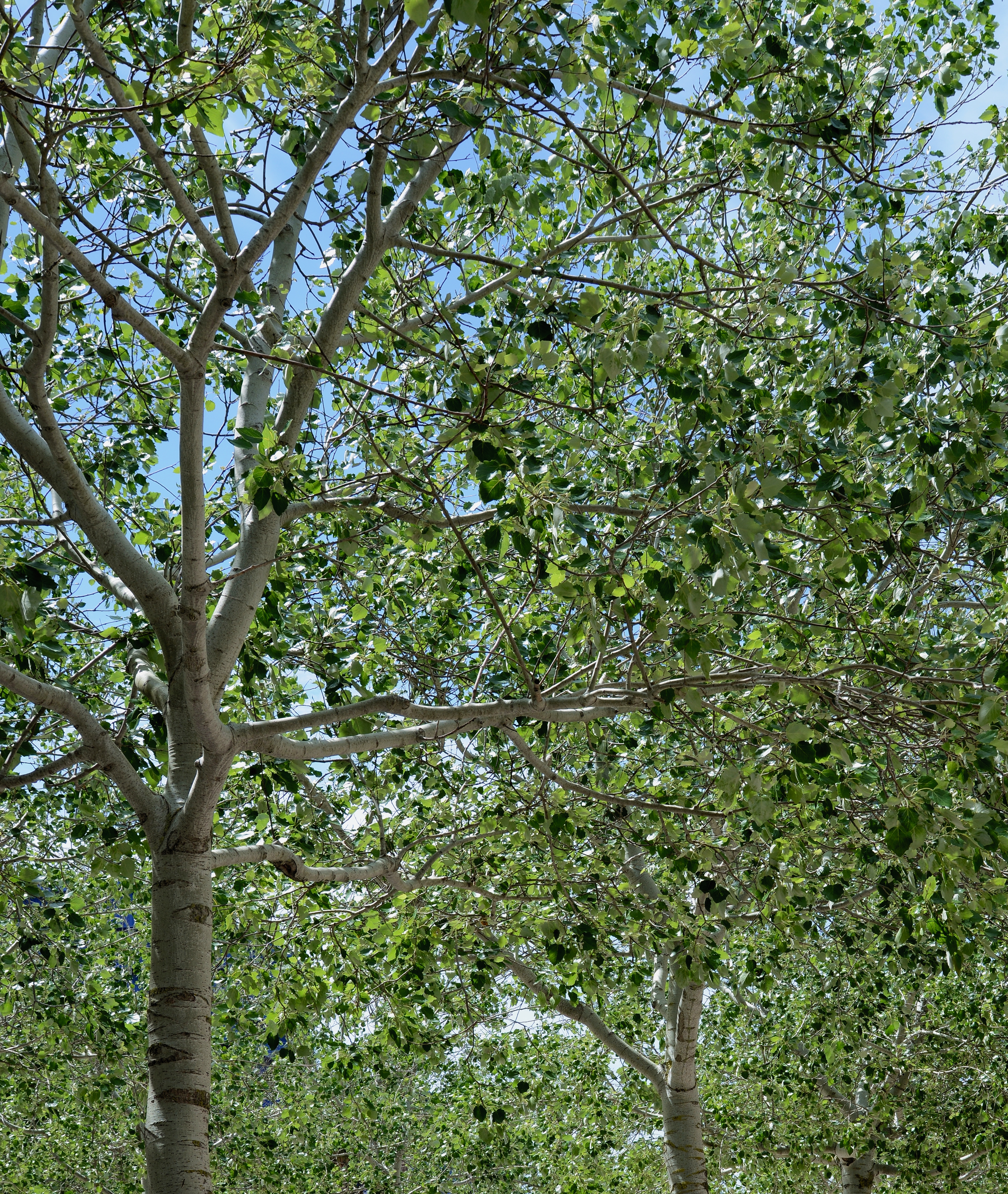 Populus June 2014-1