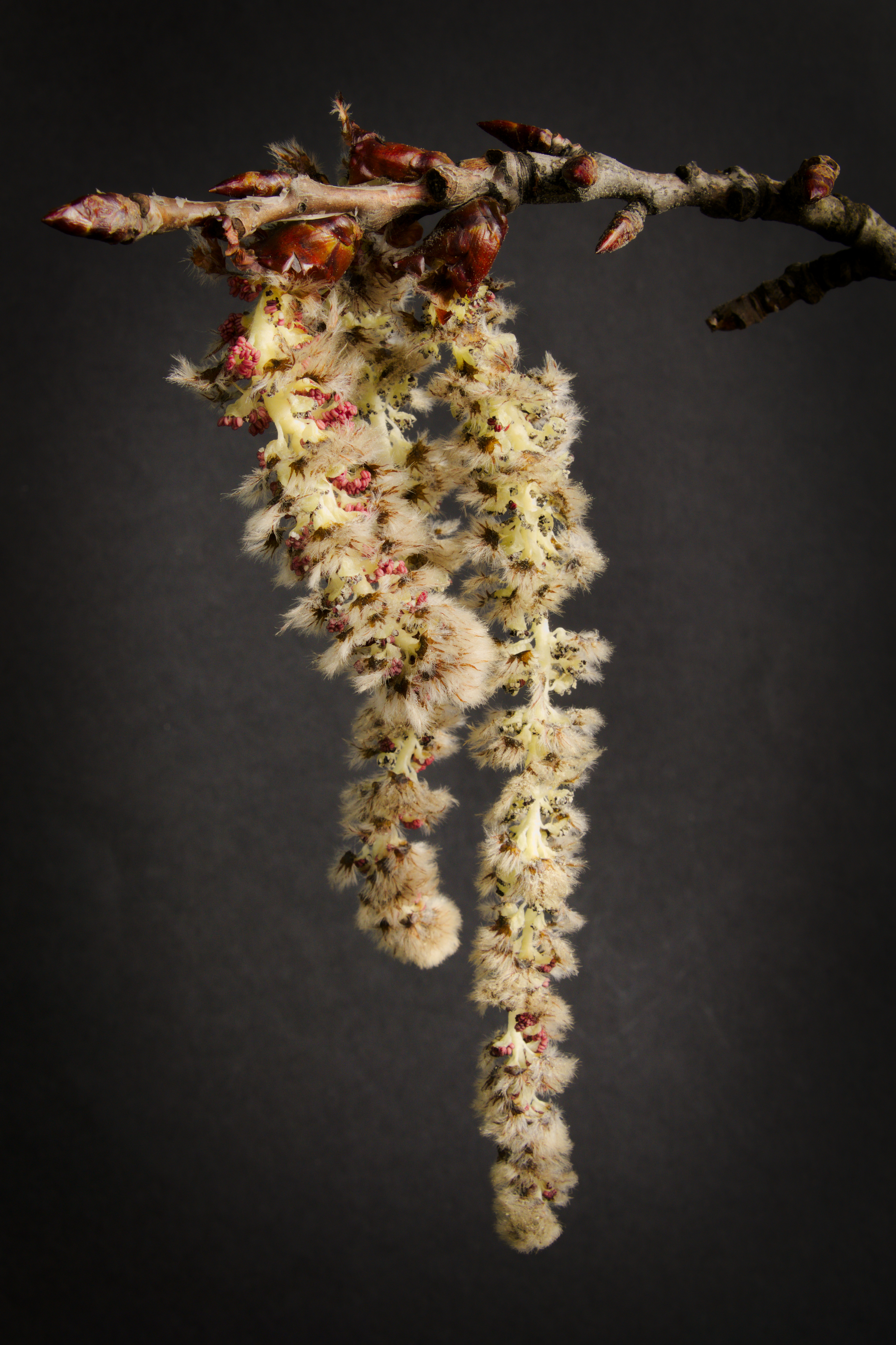 Populus tremula(male)20150407 2846