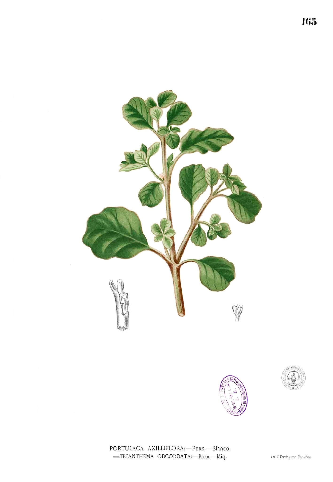 Portulaca axilliflora Blanco1.165