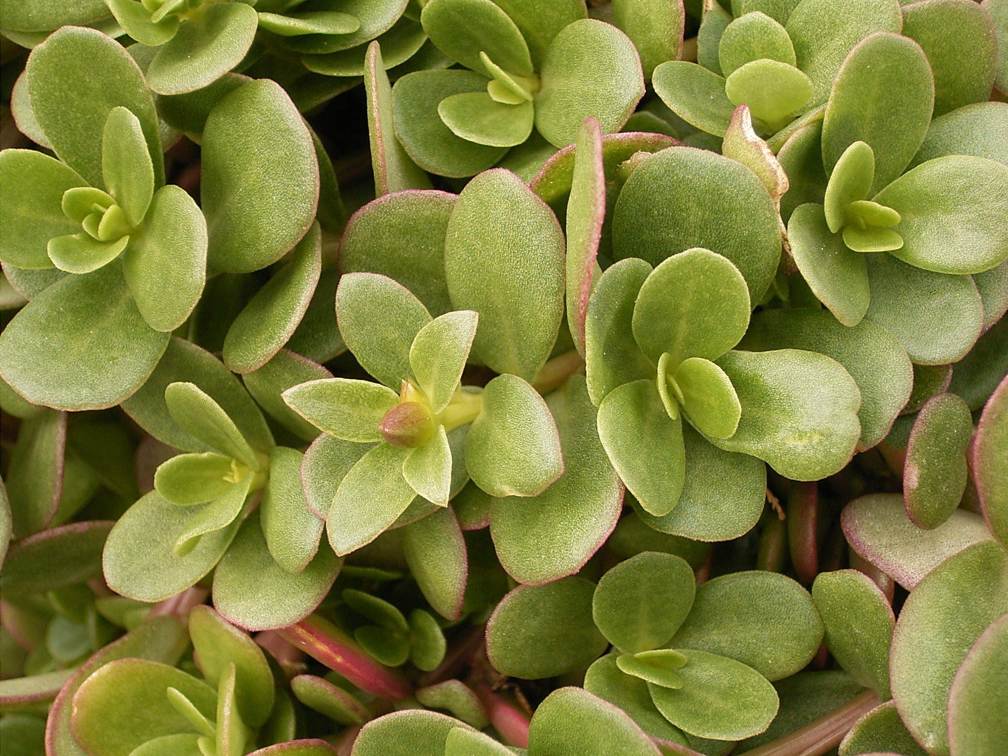 Portulaca oleracea 01 ies