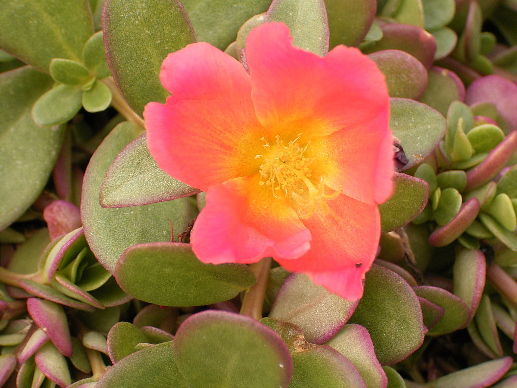 Portulaca oleracea 02 ies